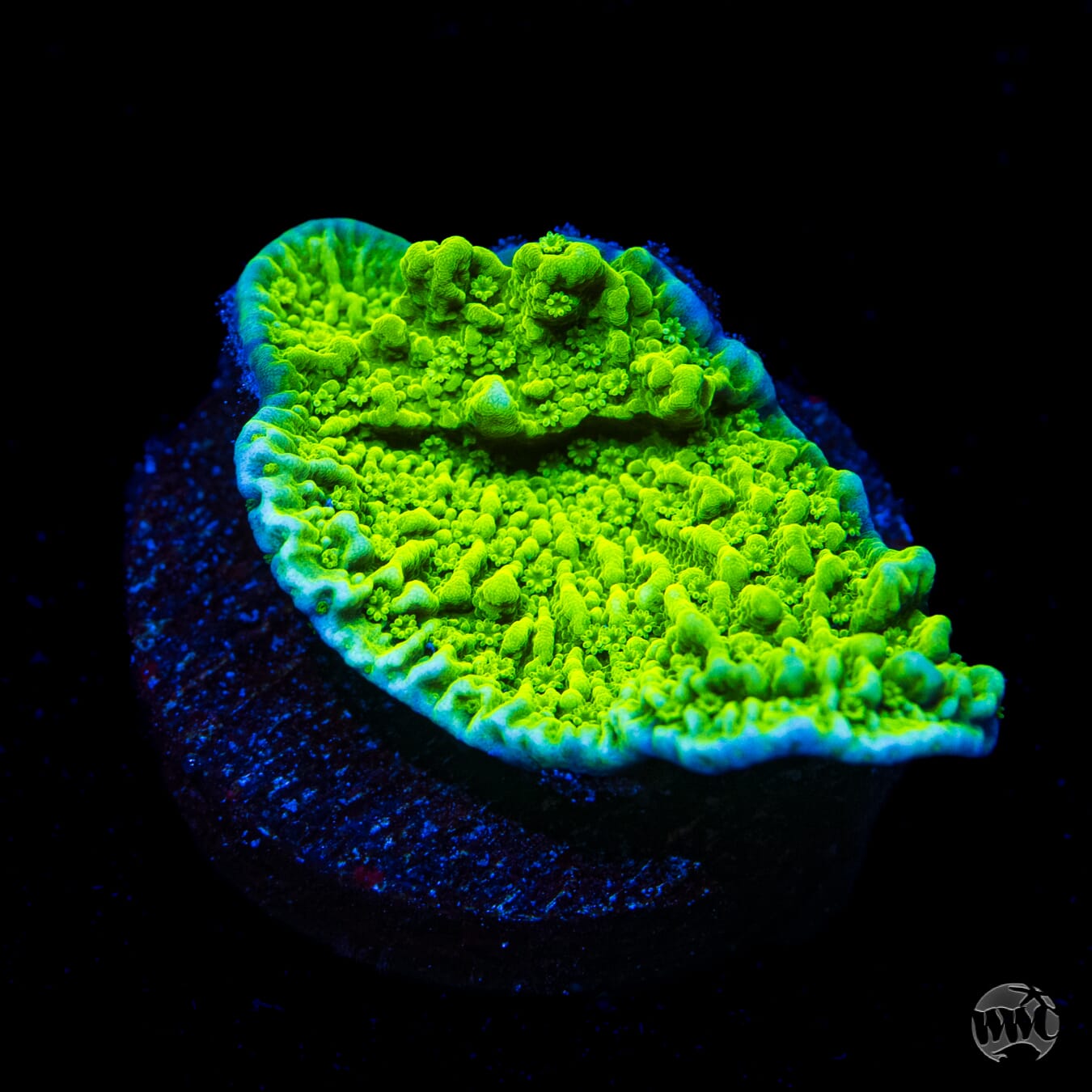 Aequituberculata Montipora