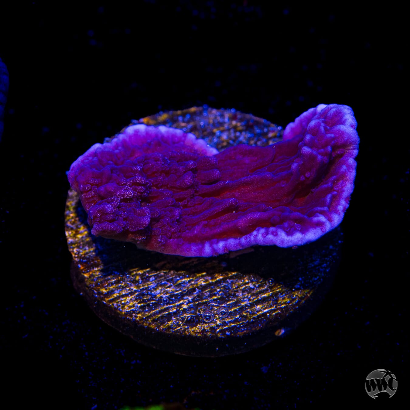 Vivid's Purple Cap Montipora