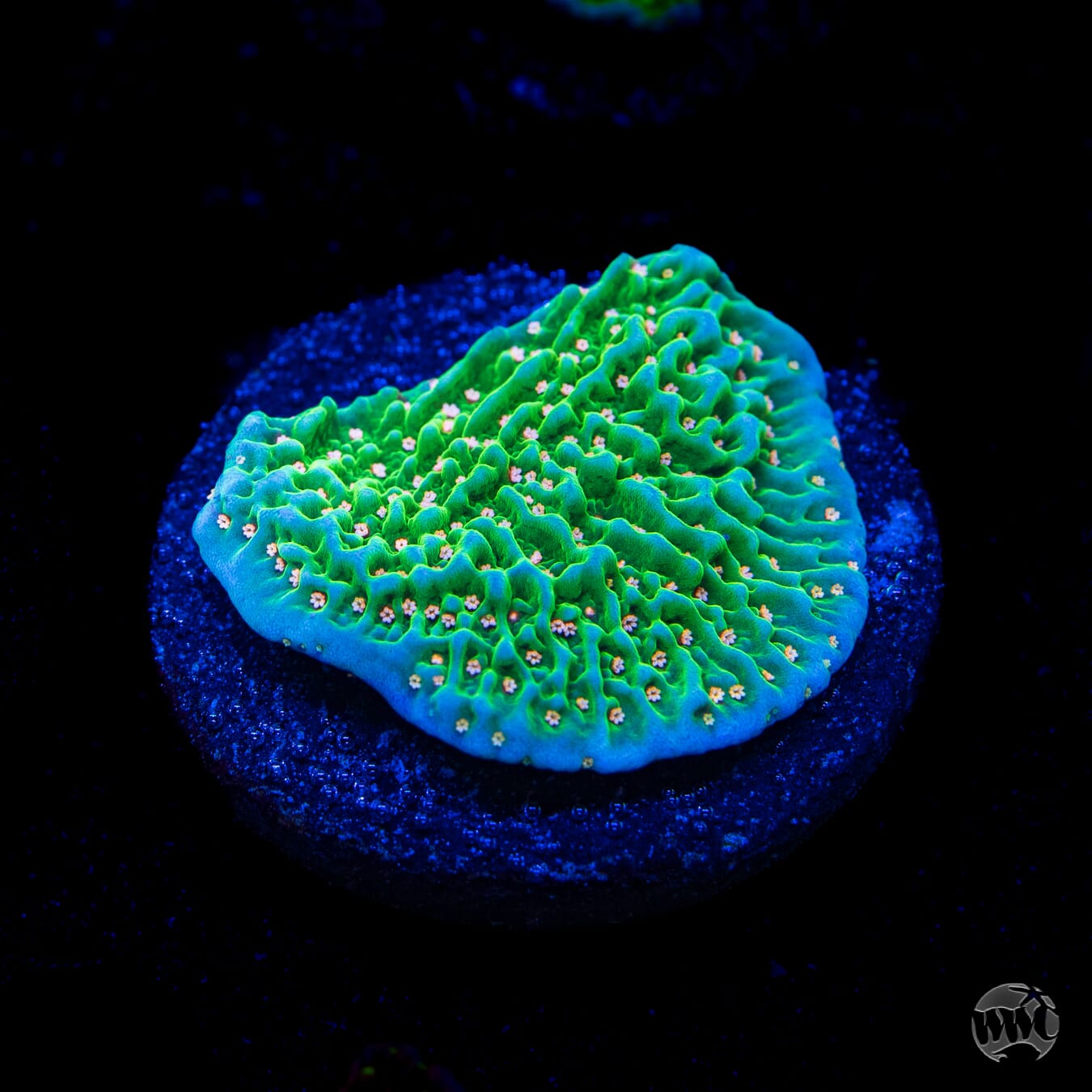 Green Eggs and Ham Montipora