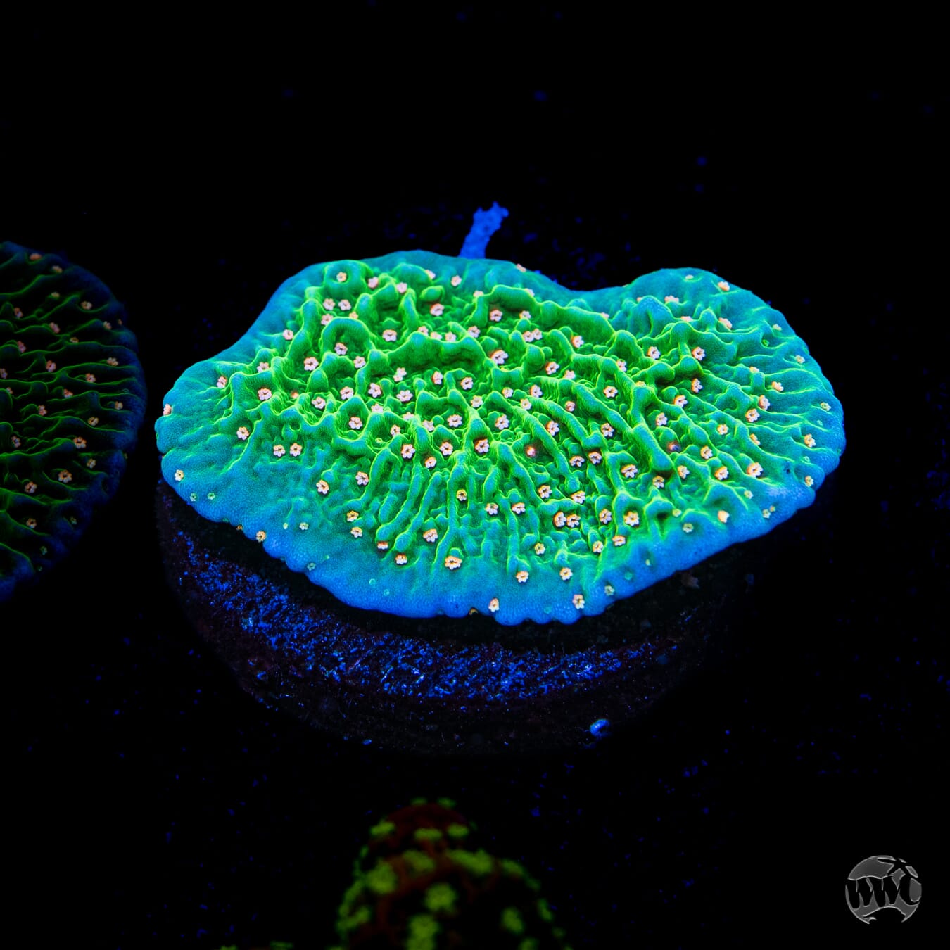 Green Eggs and Ham Montipora