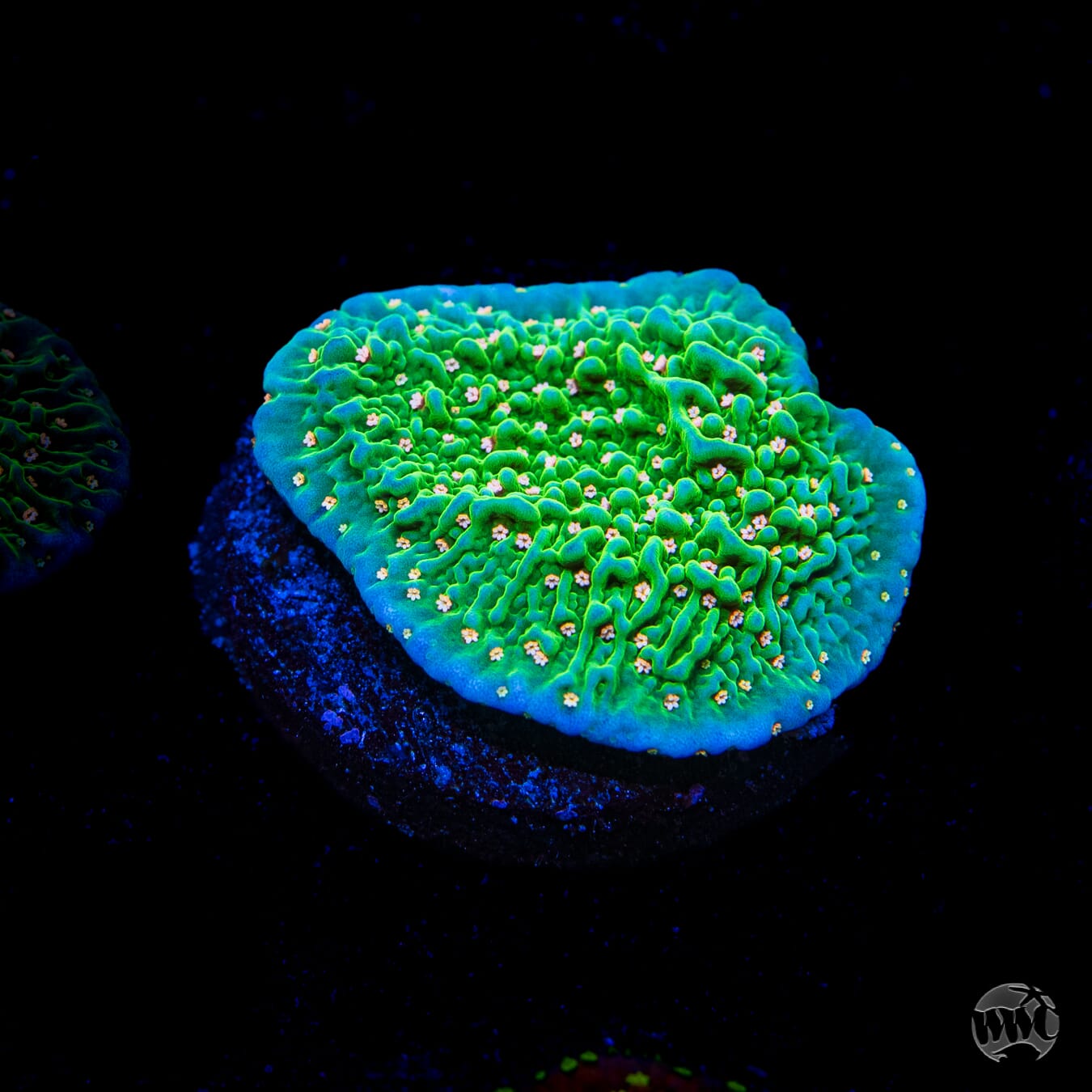 Green Eggs and Ham Montipora