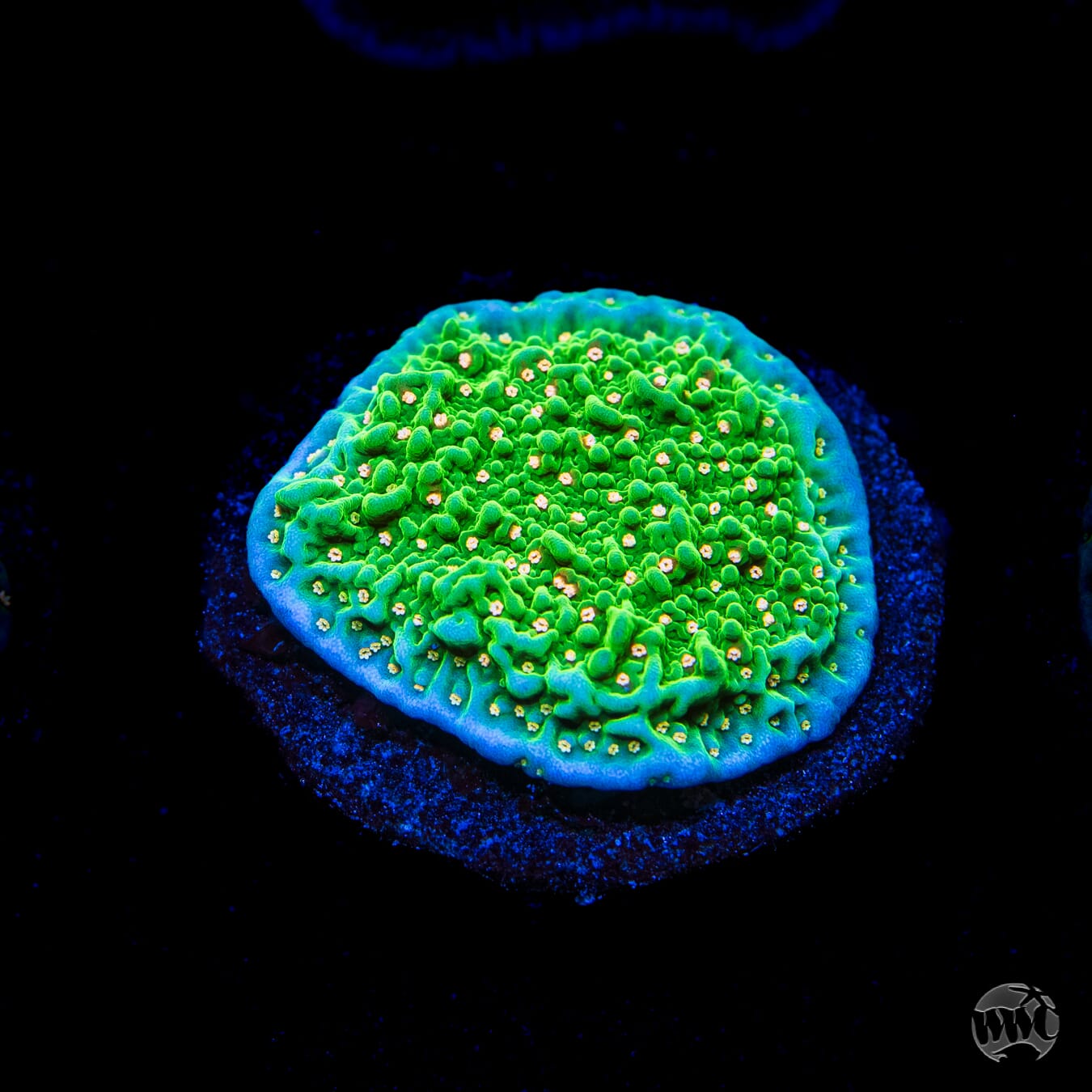 Green Eggs and Ham Montipora