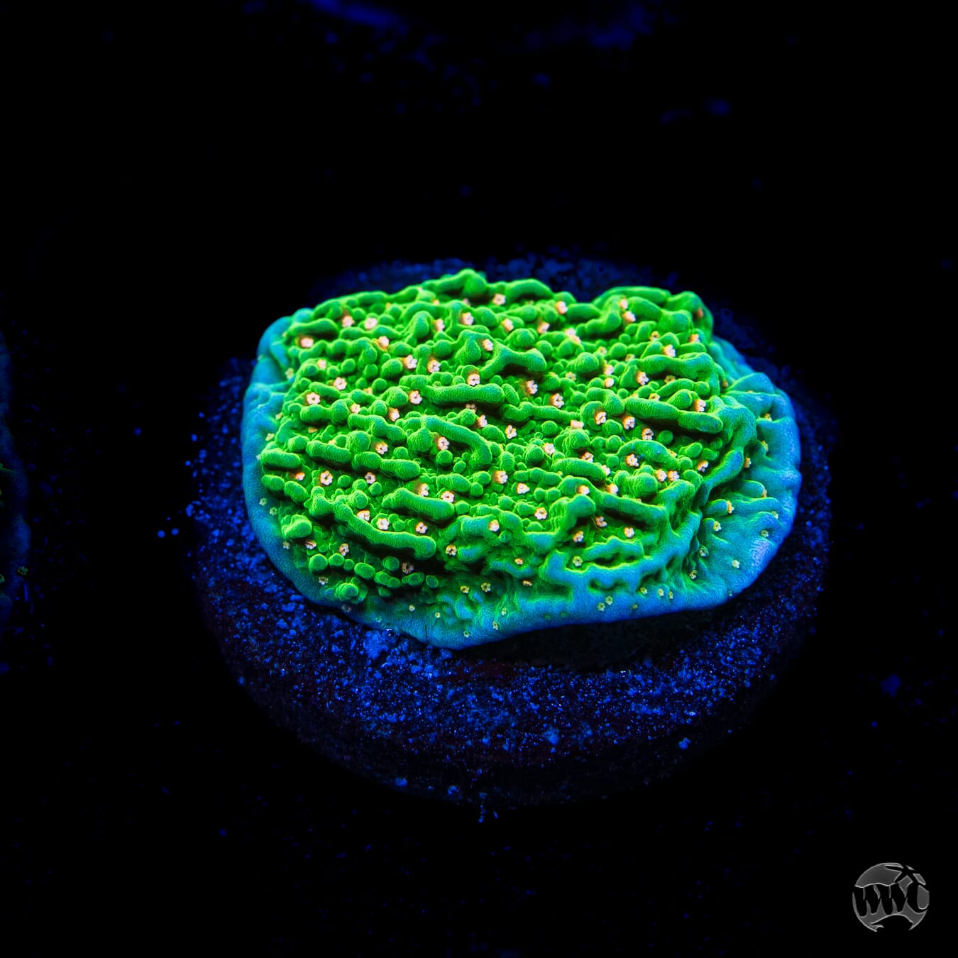 Green Eggs and Ham Montipora