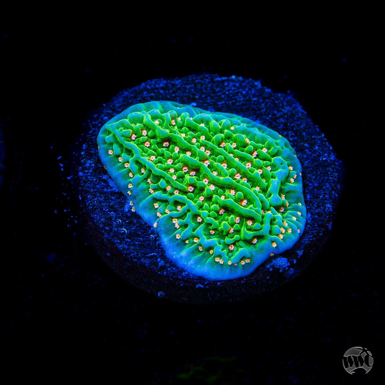 Green Eggs and Ham Montipora