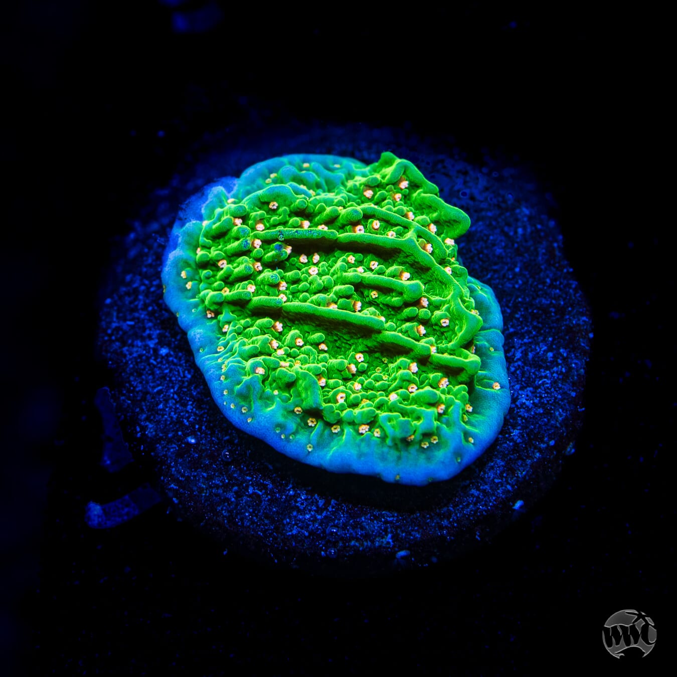 Green Eggs and Ham Montipora