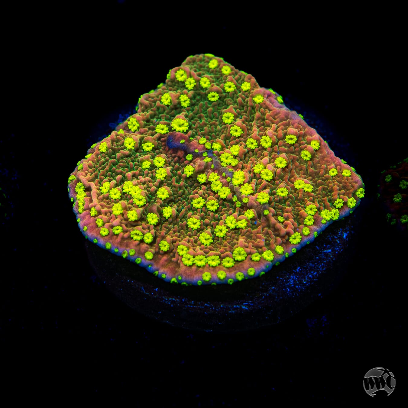 WWC Sunfire Grafted Cap Montipora
