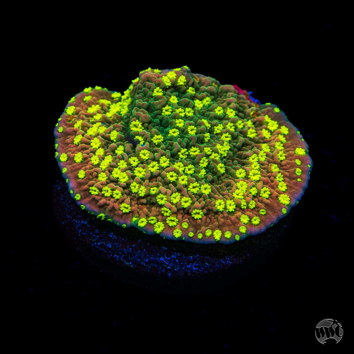 WWC Sunfire Grafted Cap Montipora