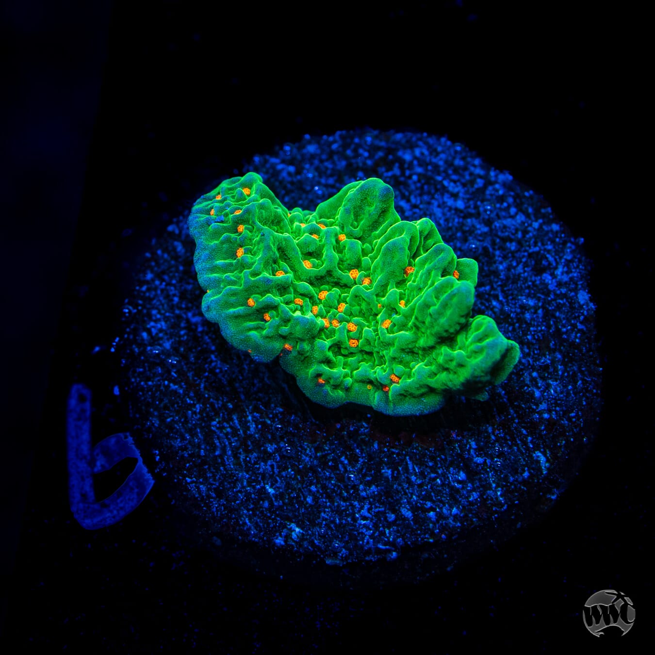 Tequila Sunrise Montipora