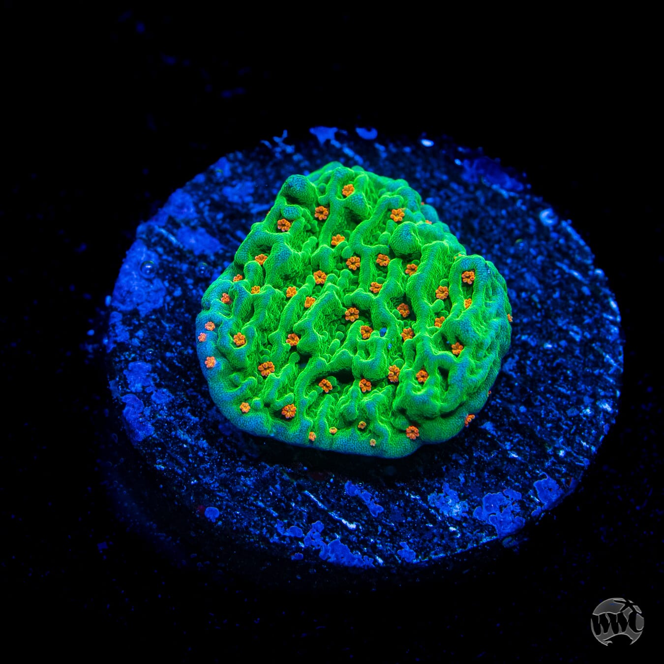 Tequila Sunrise Montipora