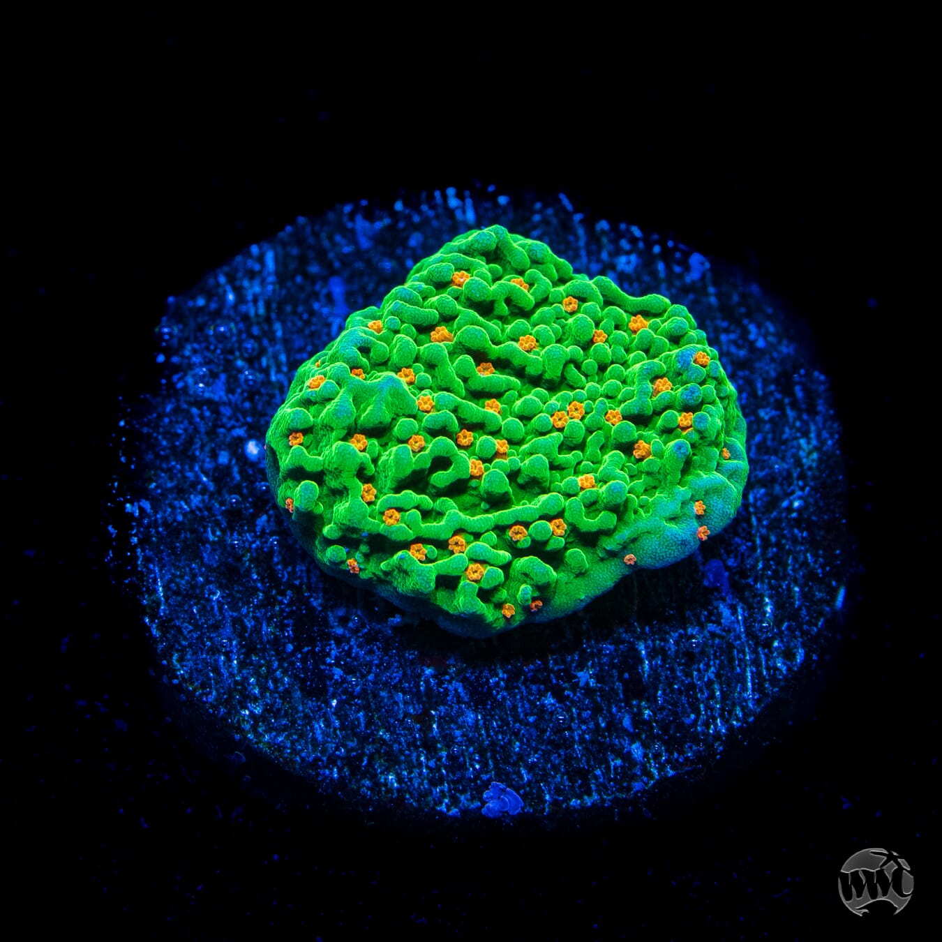 Tequila Sunrise Montipora