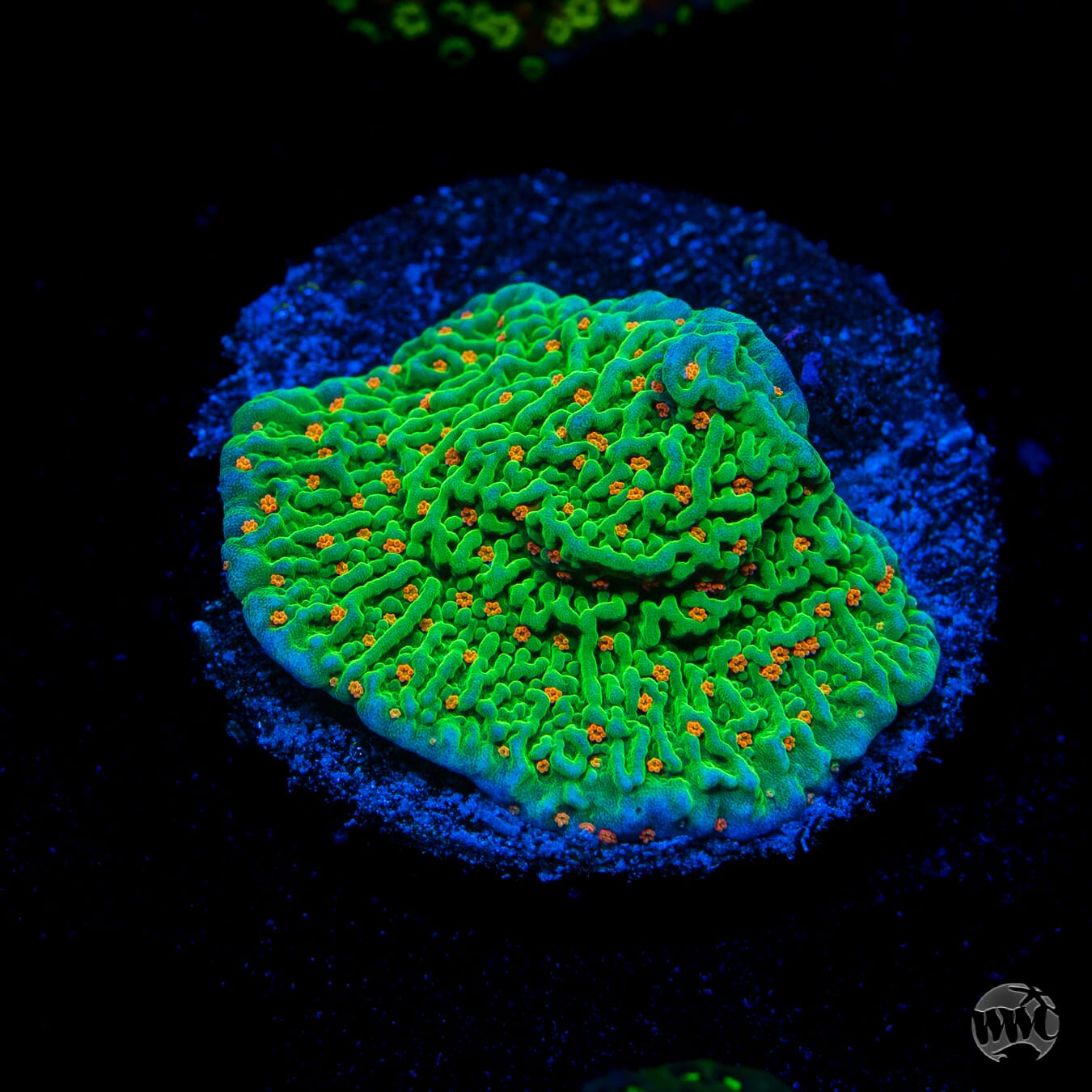 Tequila Sunrise Montipora