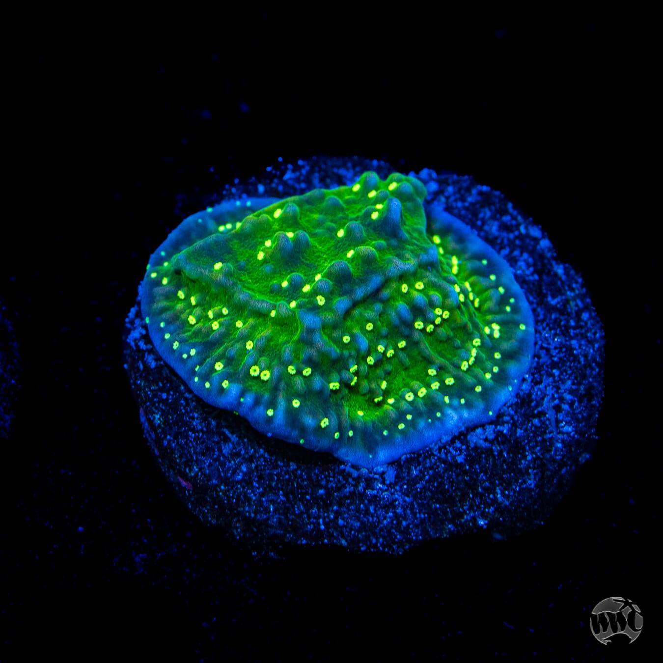WWC Toxic Glow Montipora