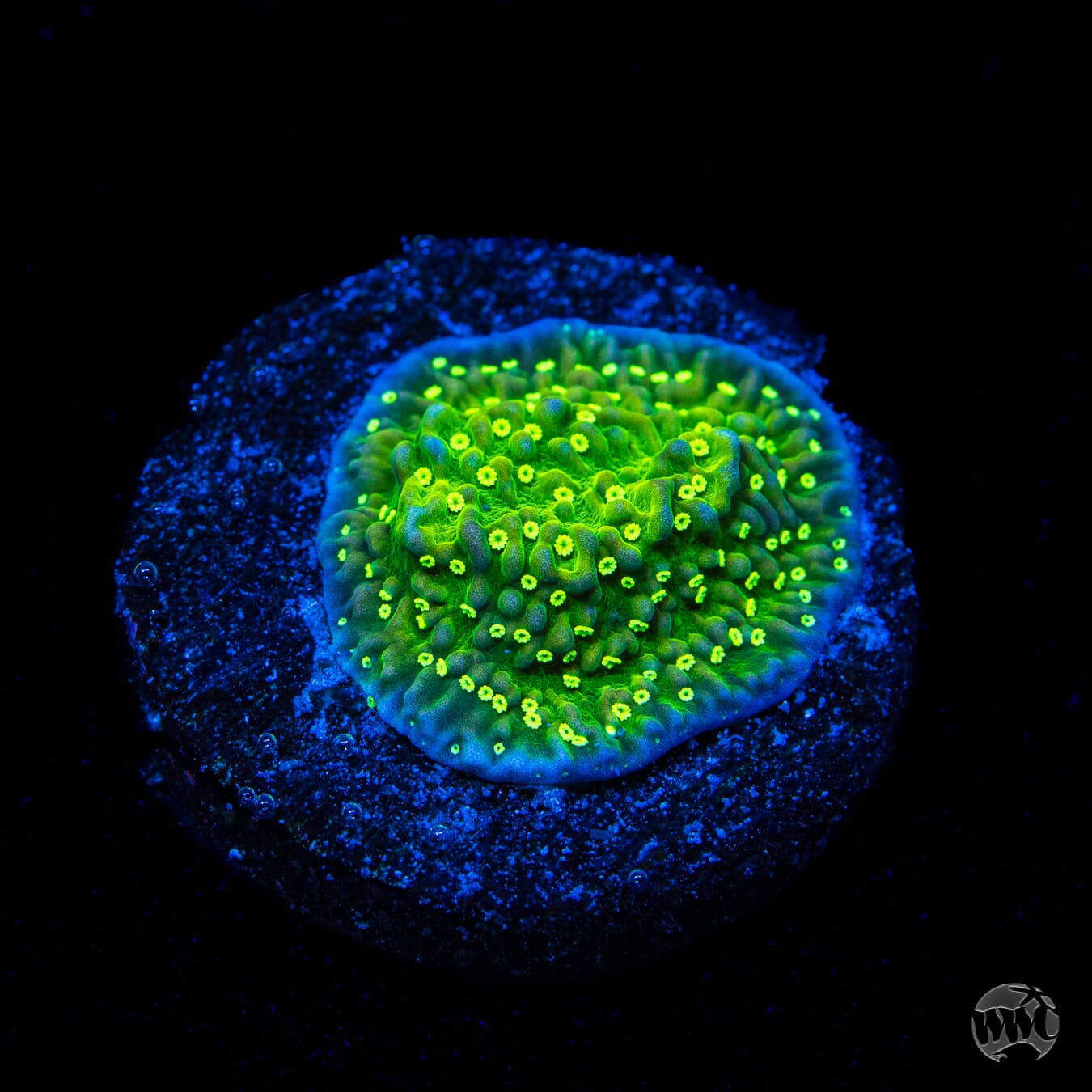 WWC Toxic Glow Montipora