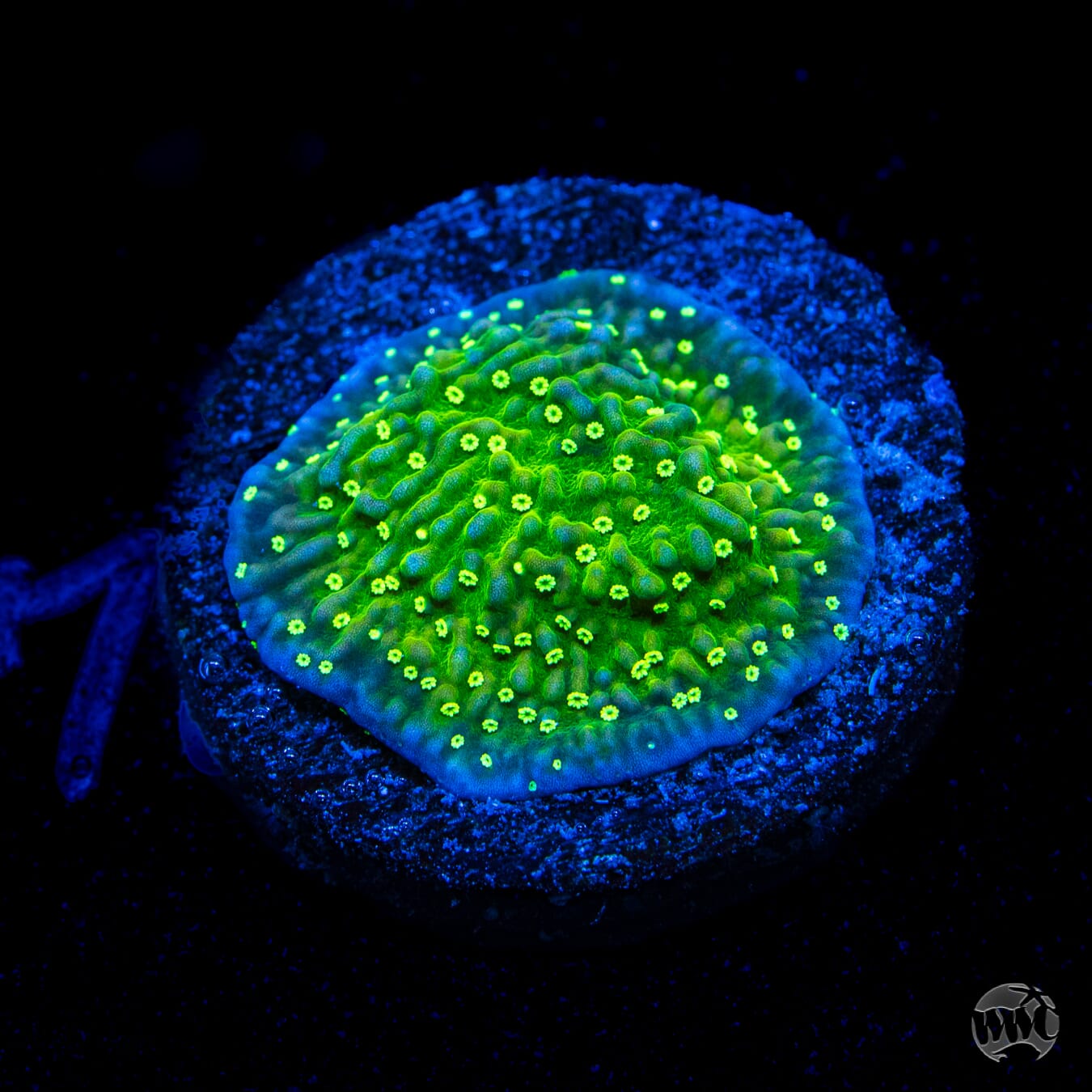 WWC Toxic Glow Montipora
