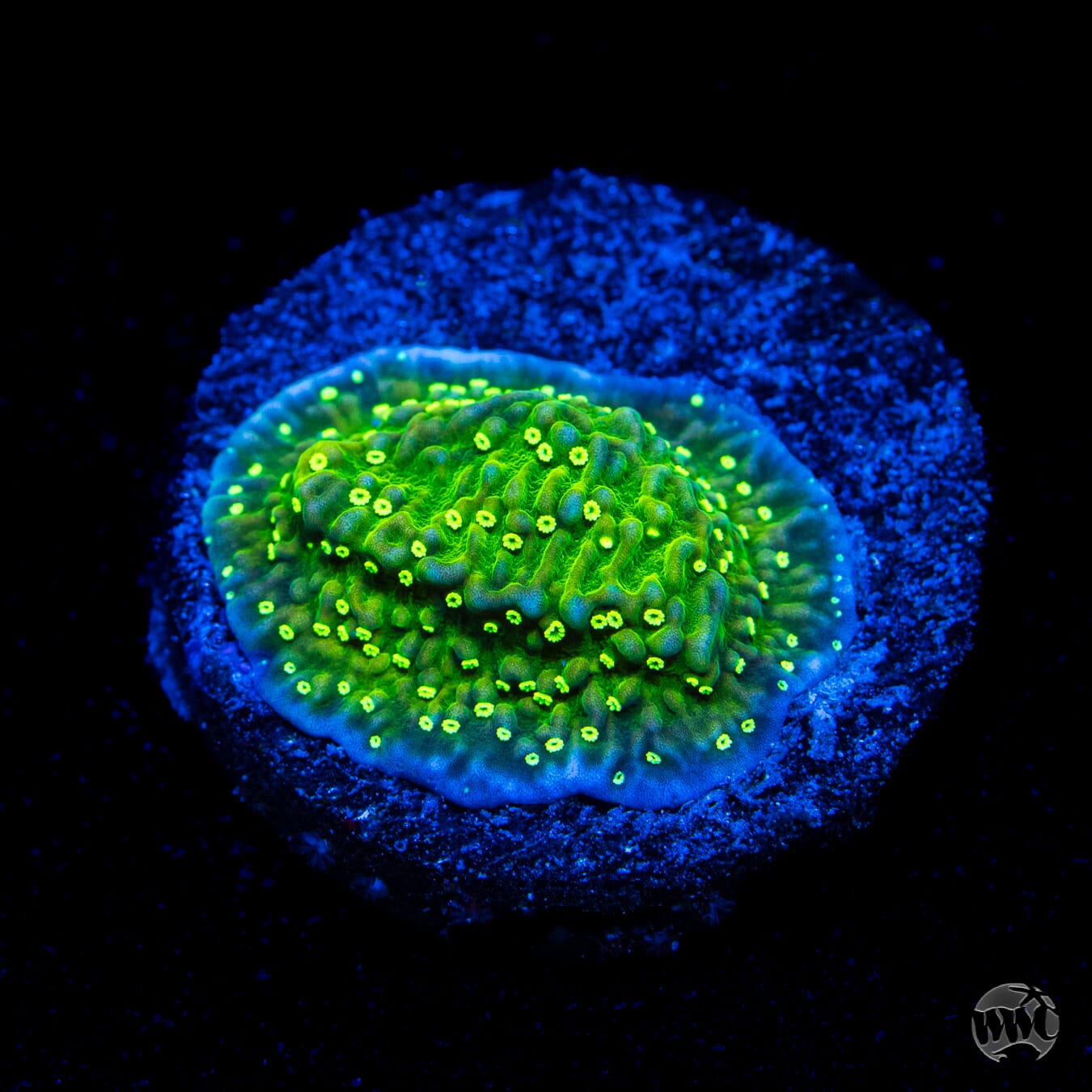 WWC Toxic Glow Montipora
