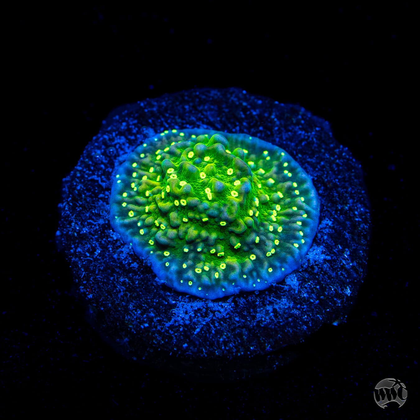 WWC Toxic Glow Montipora