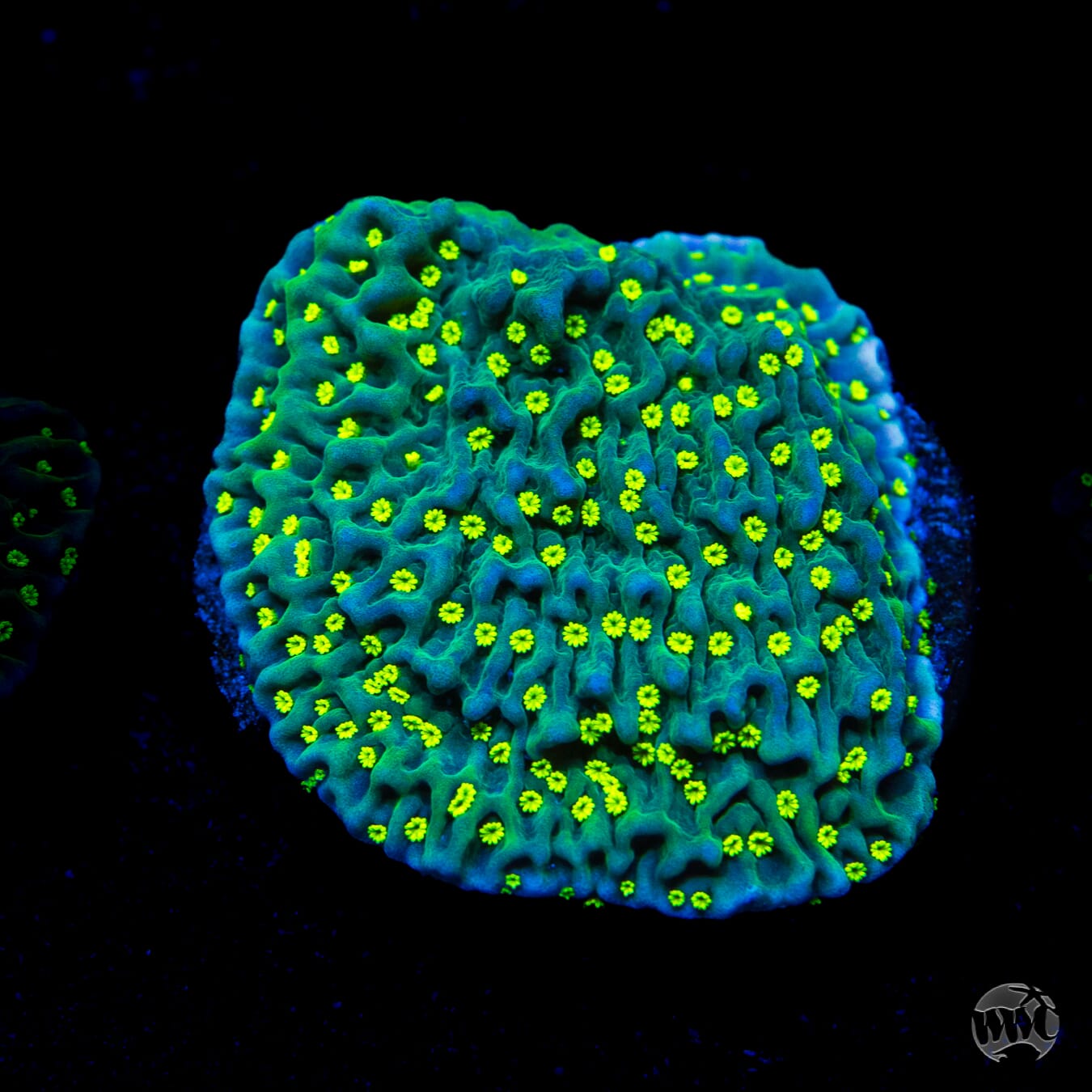 Jason Fox Frankies Hot Pink Rim Montipora