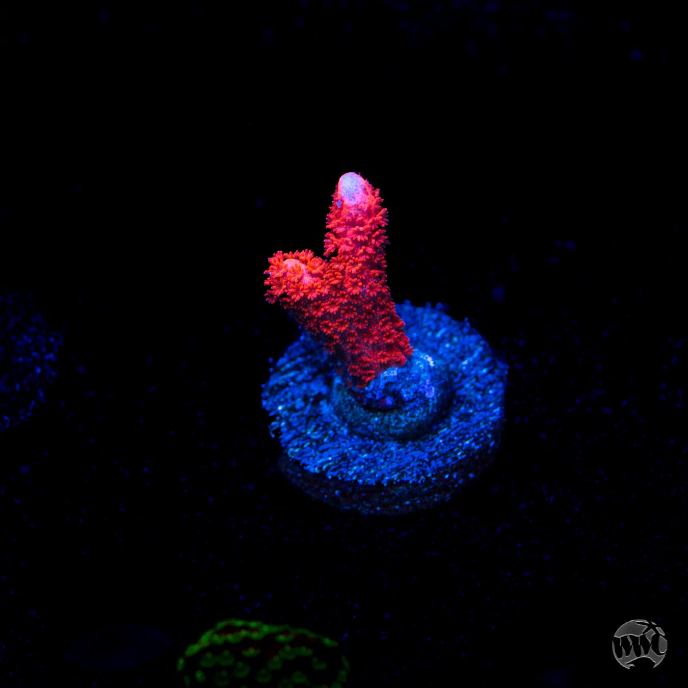 Red Digitata Montipora