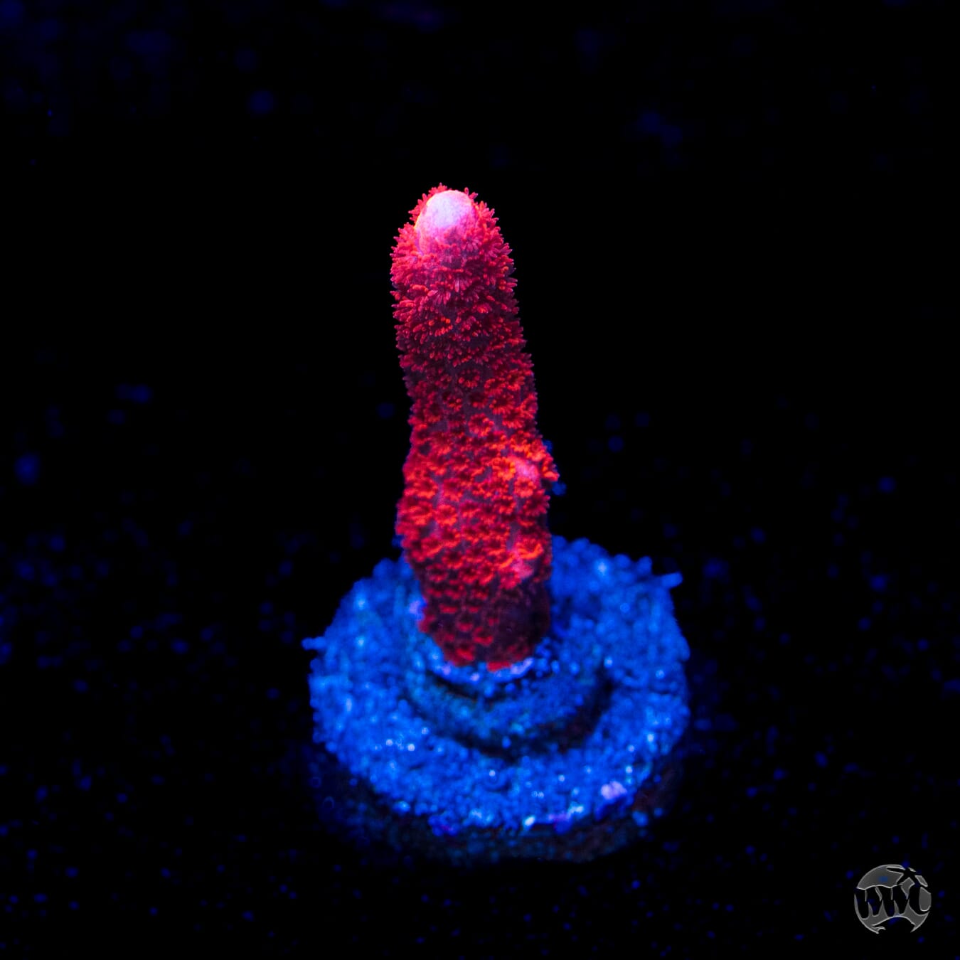 Red Digitata Montipora