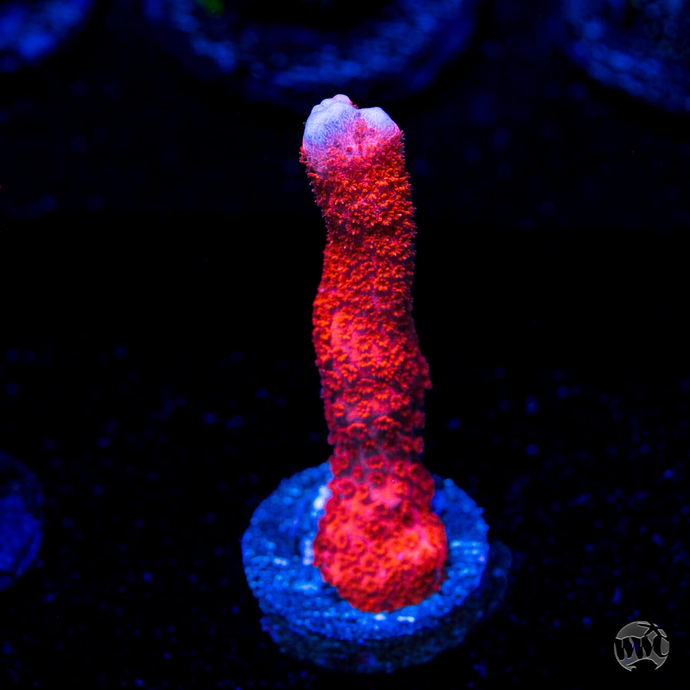 Red Digitata Montipora