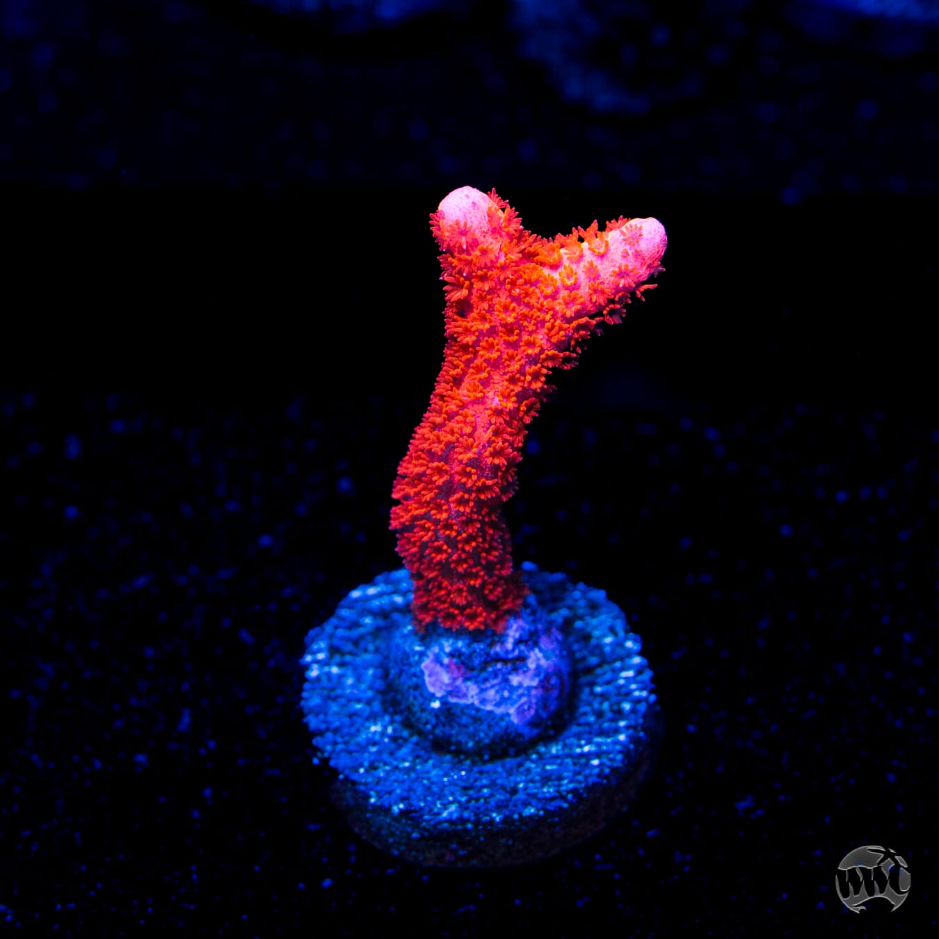 Red Digitata Montipora