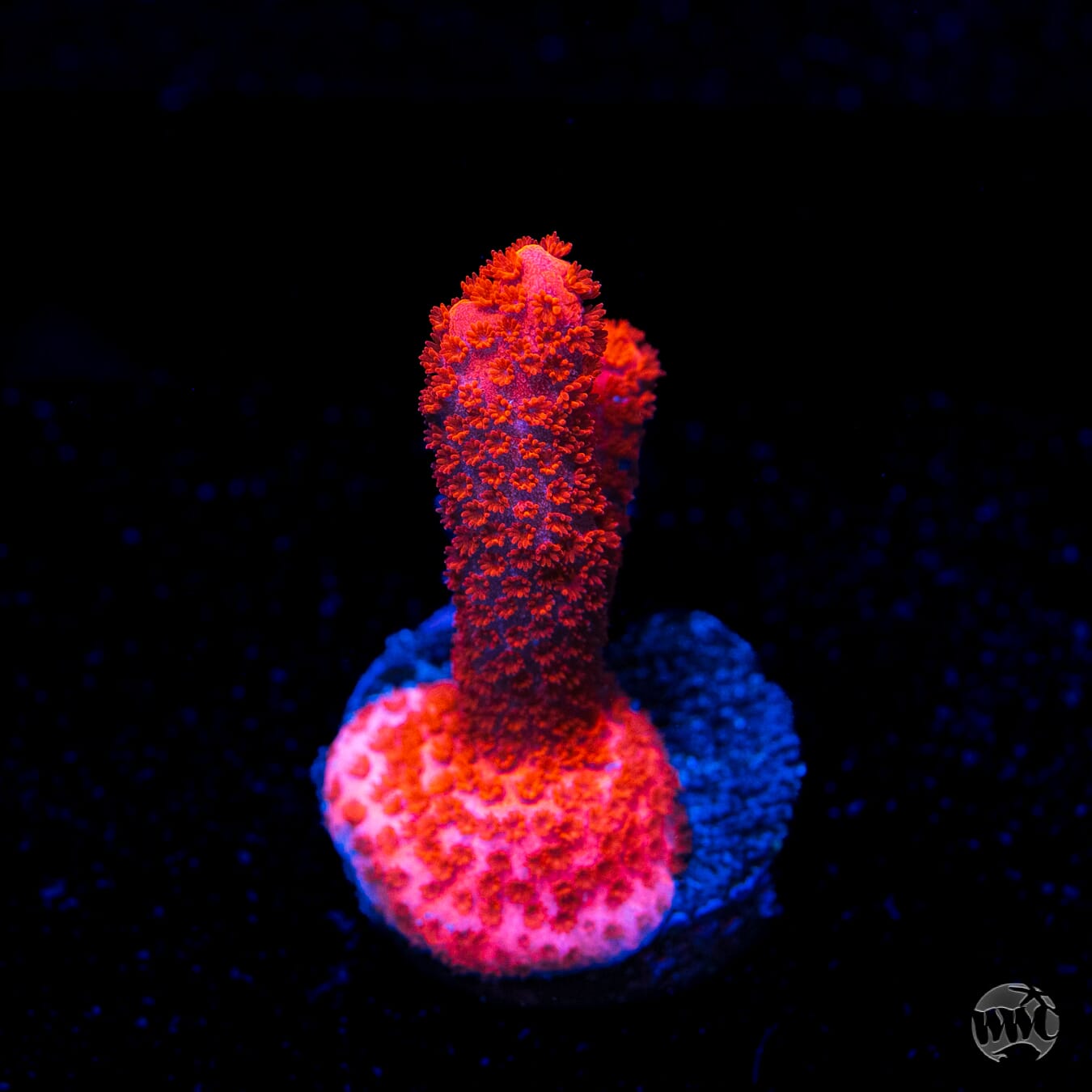 Red Digitata Montipora