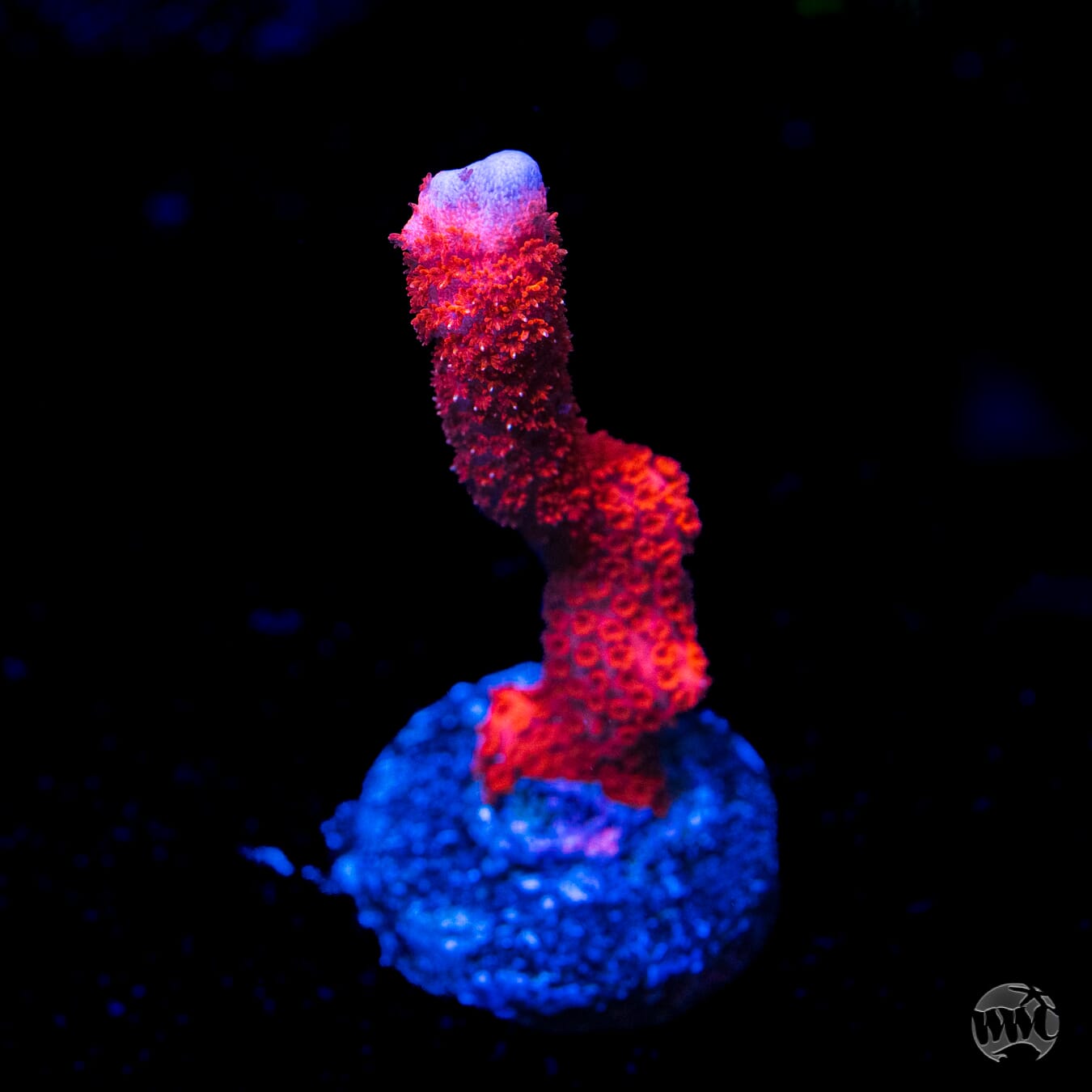 Red Digitata Montipora