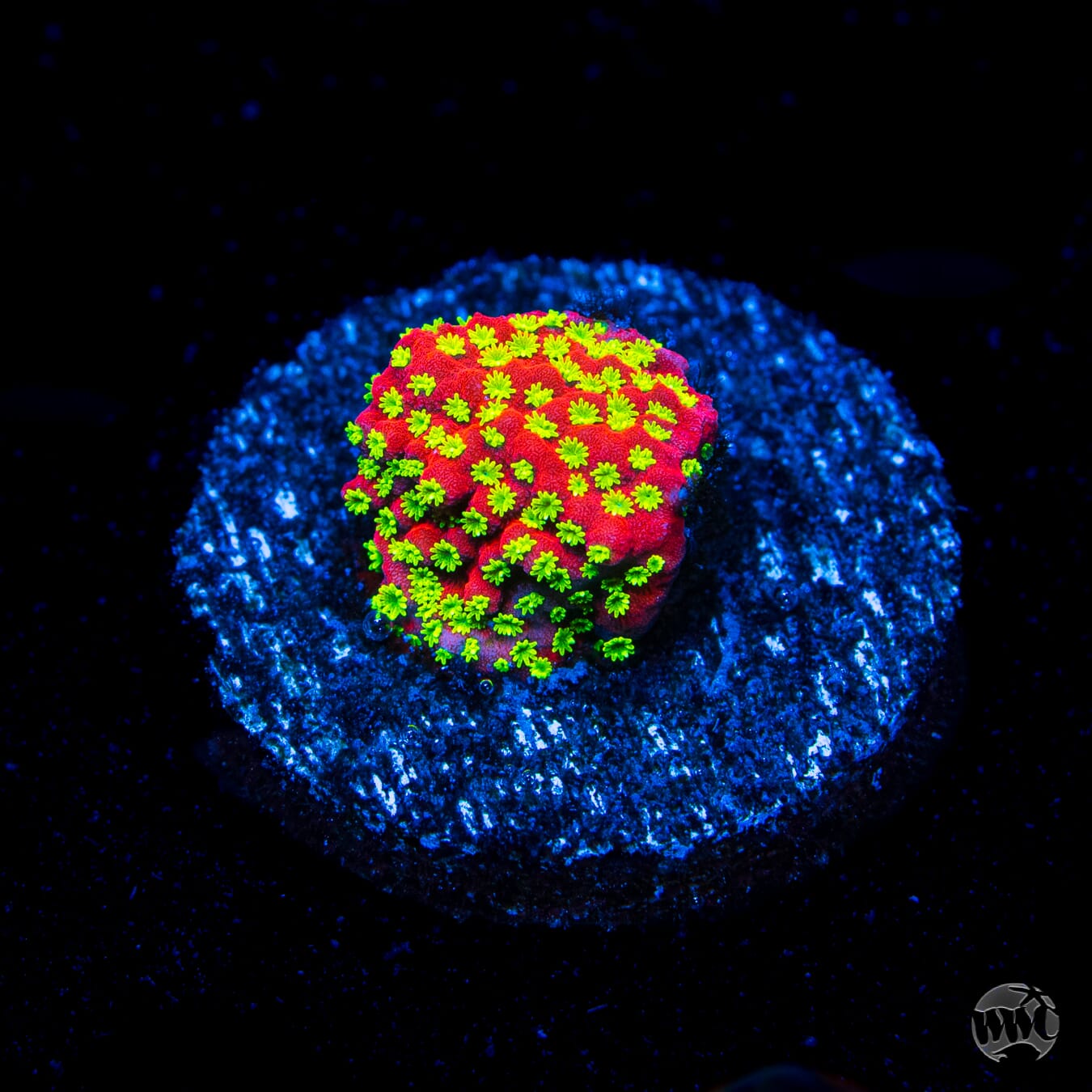 Sunset Montipora