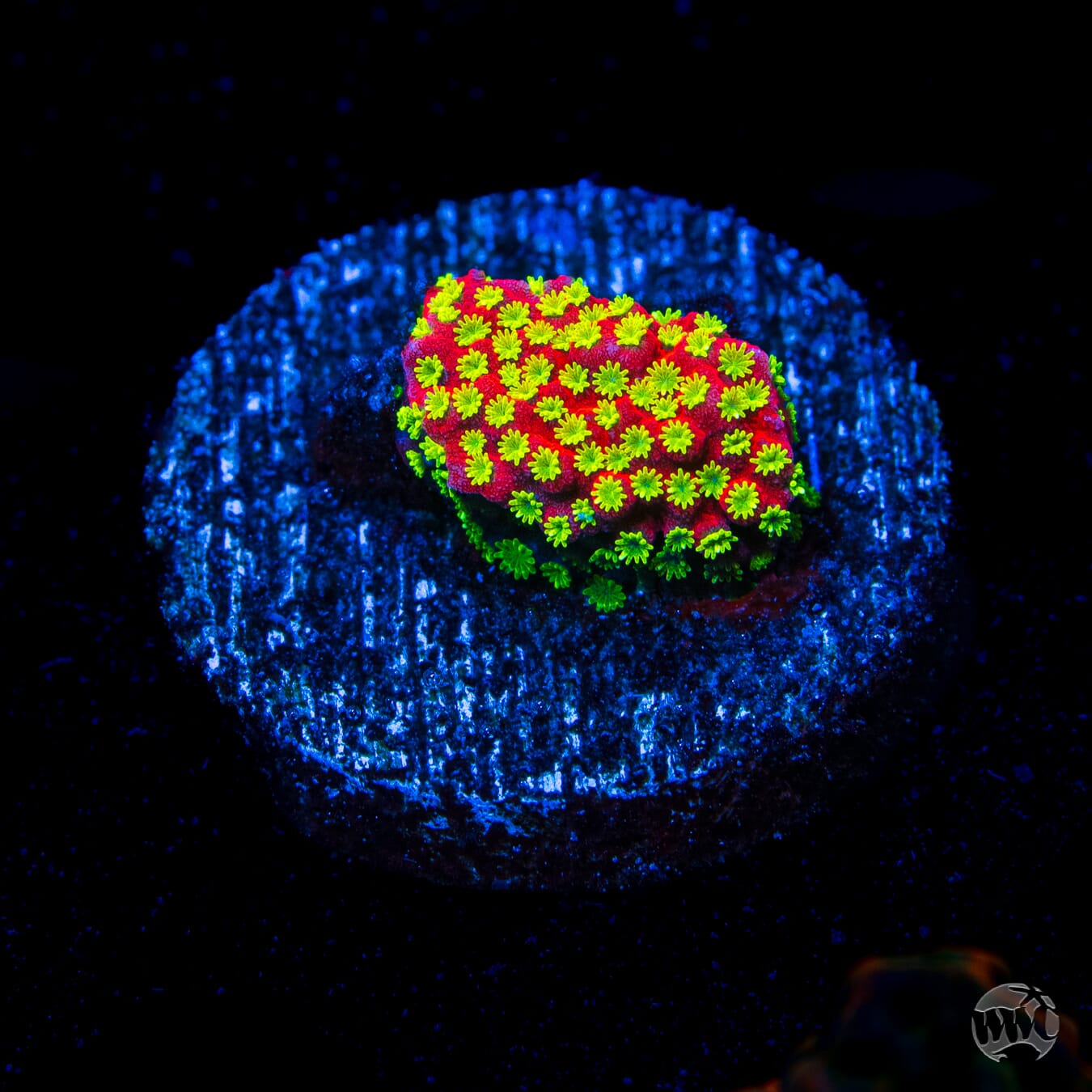Sunset Montipora