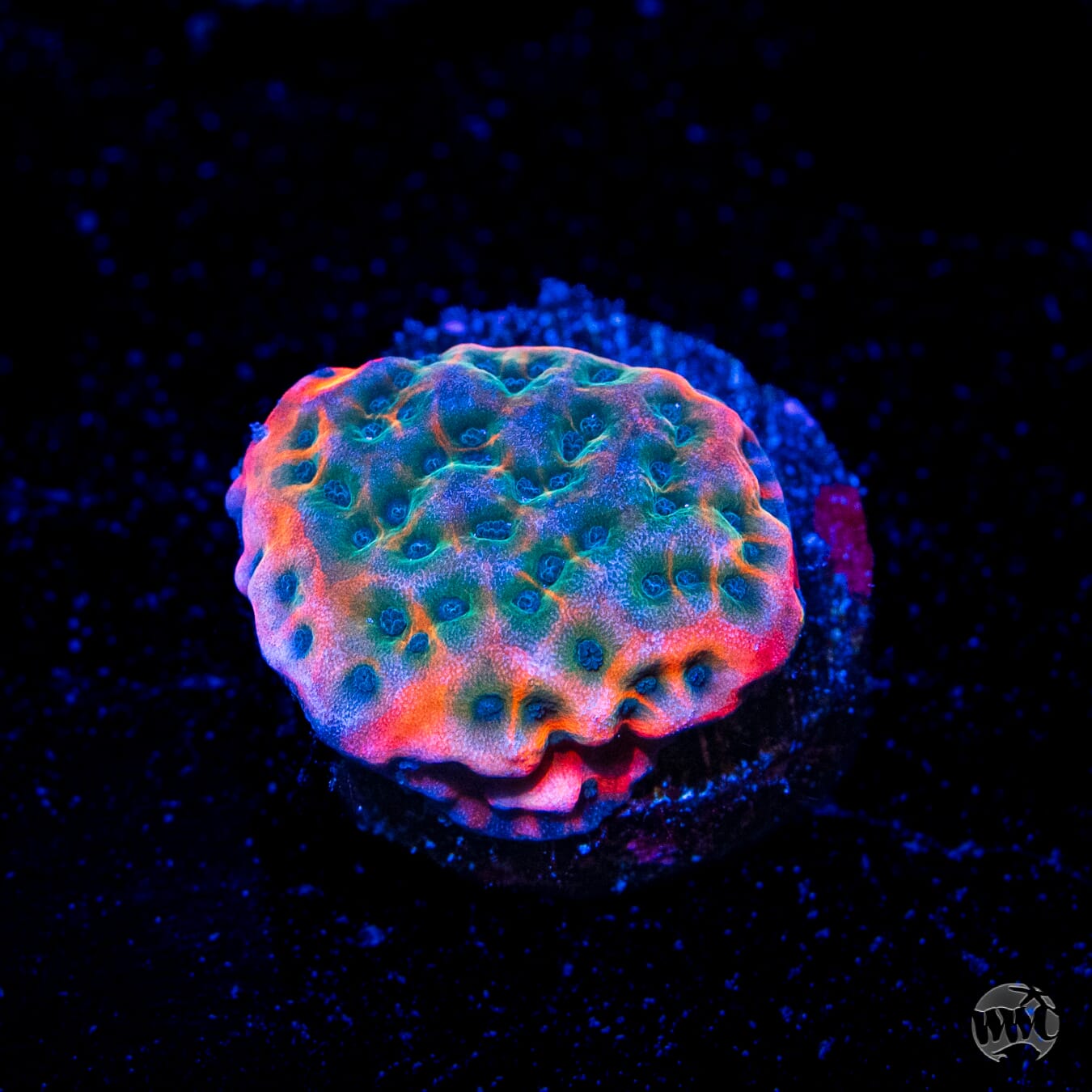 Jason Fox Altered Ego Montipora