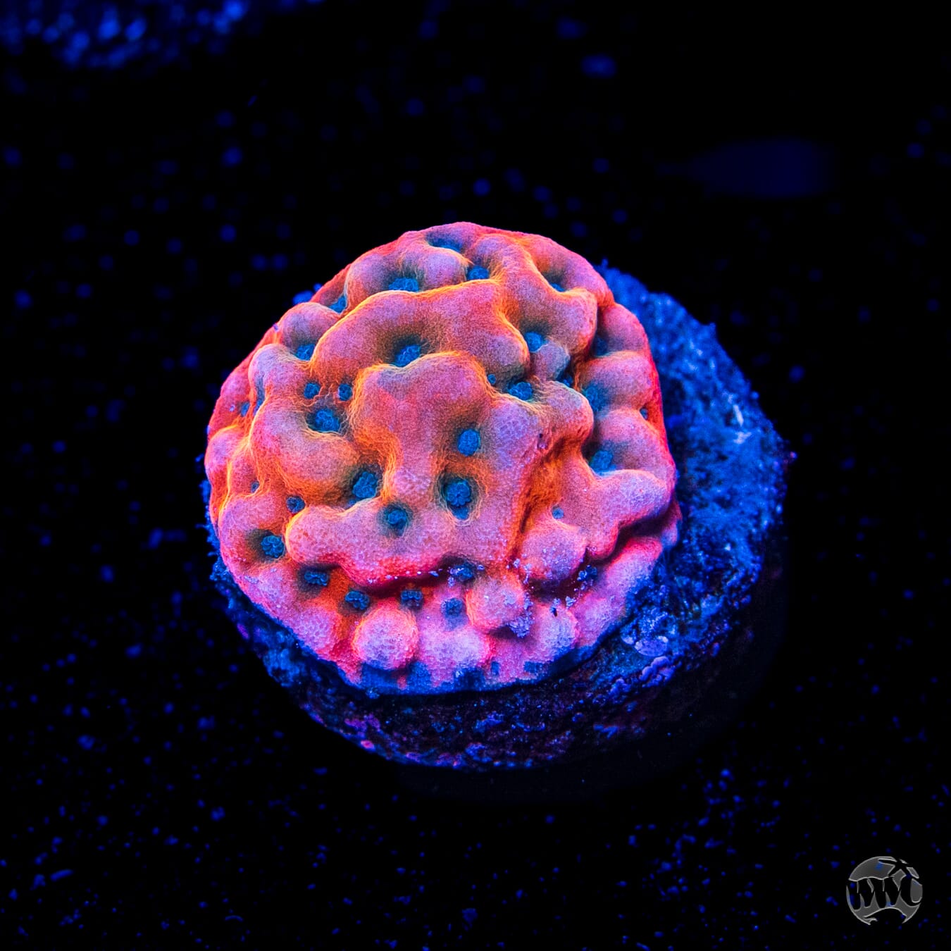 Jason Fox Altered Ego Montipora