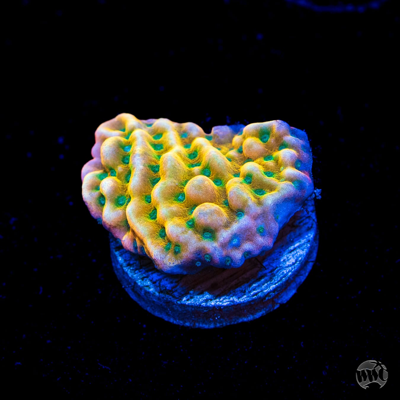WWC Kung Pow Montipora