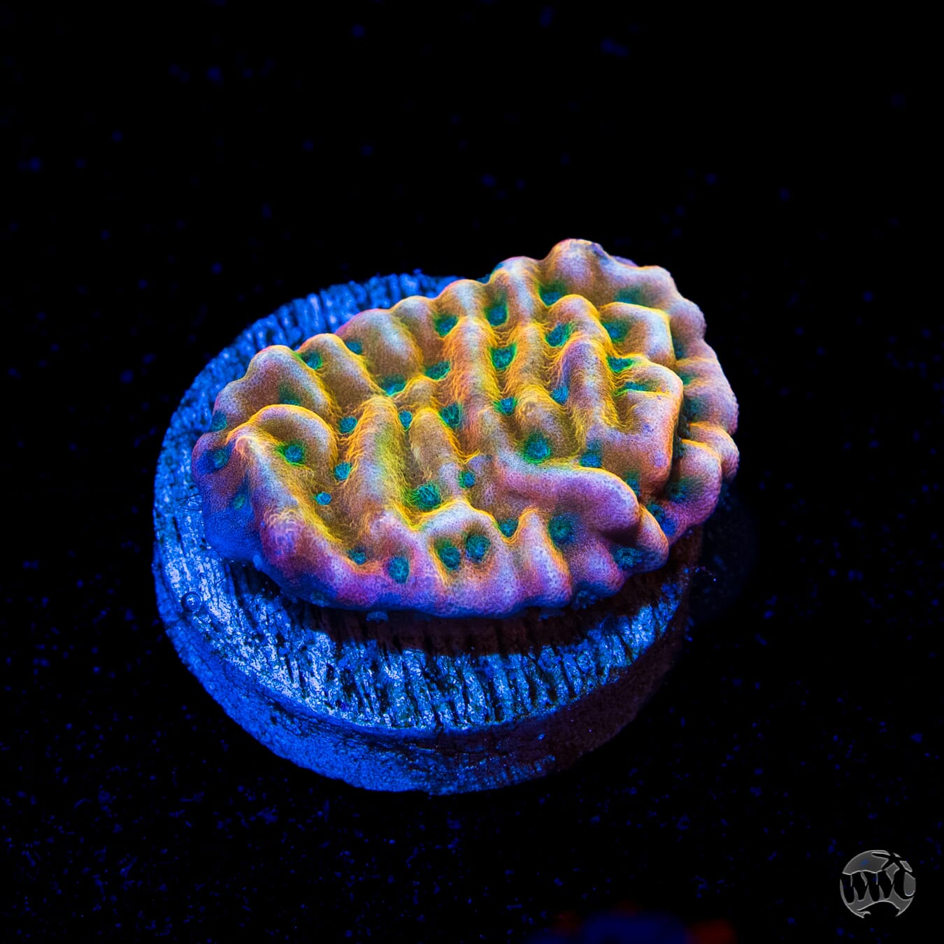 WWC Kung Pow Montipora