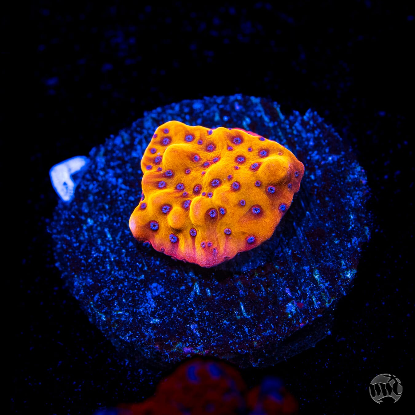 WWC Quicksand Montipora