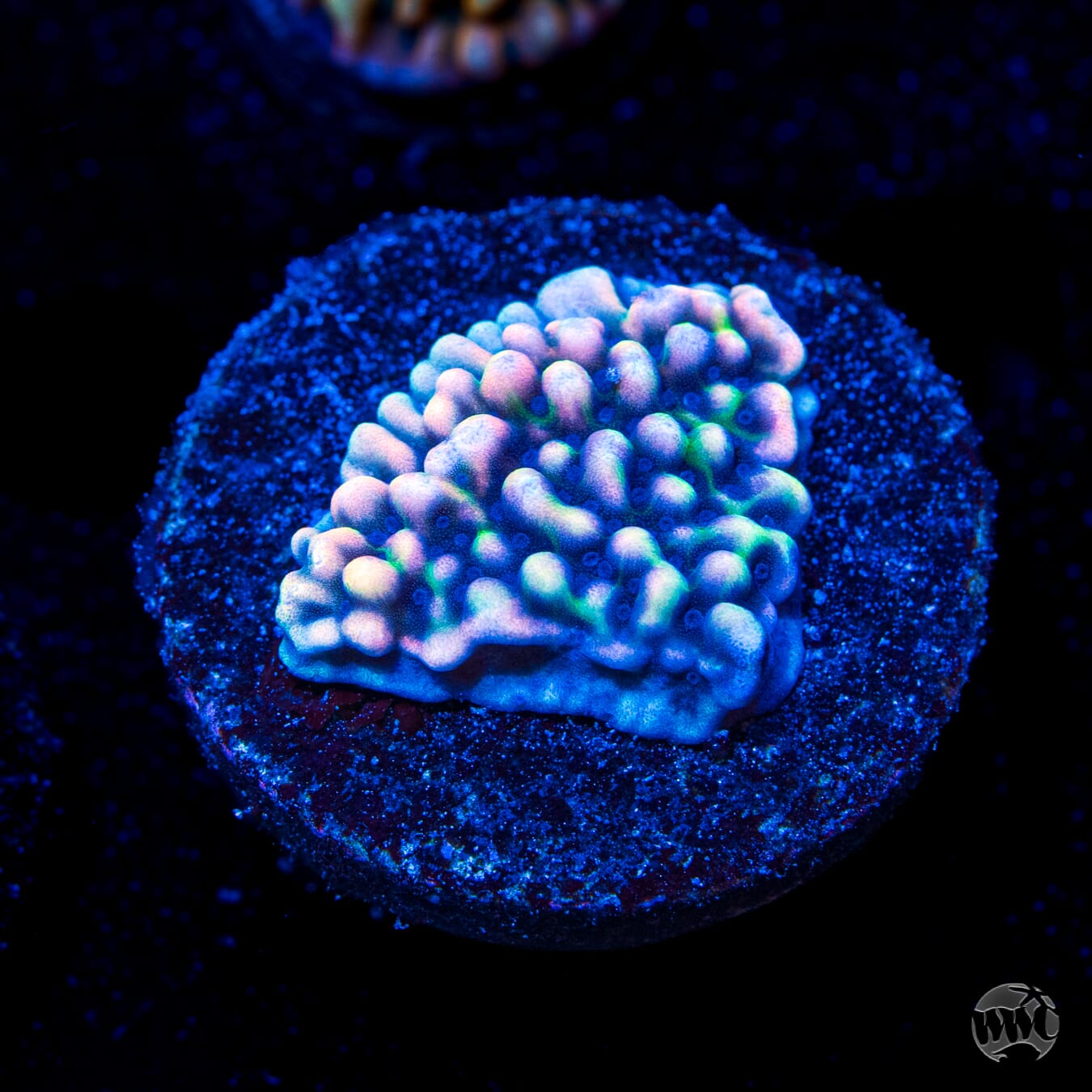 WWC Dark Portal Montipora