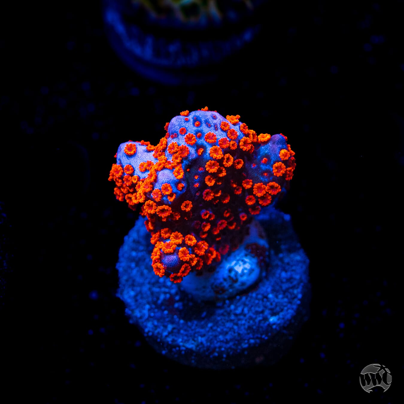 Superman Digitata Montipora