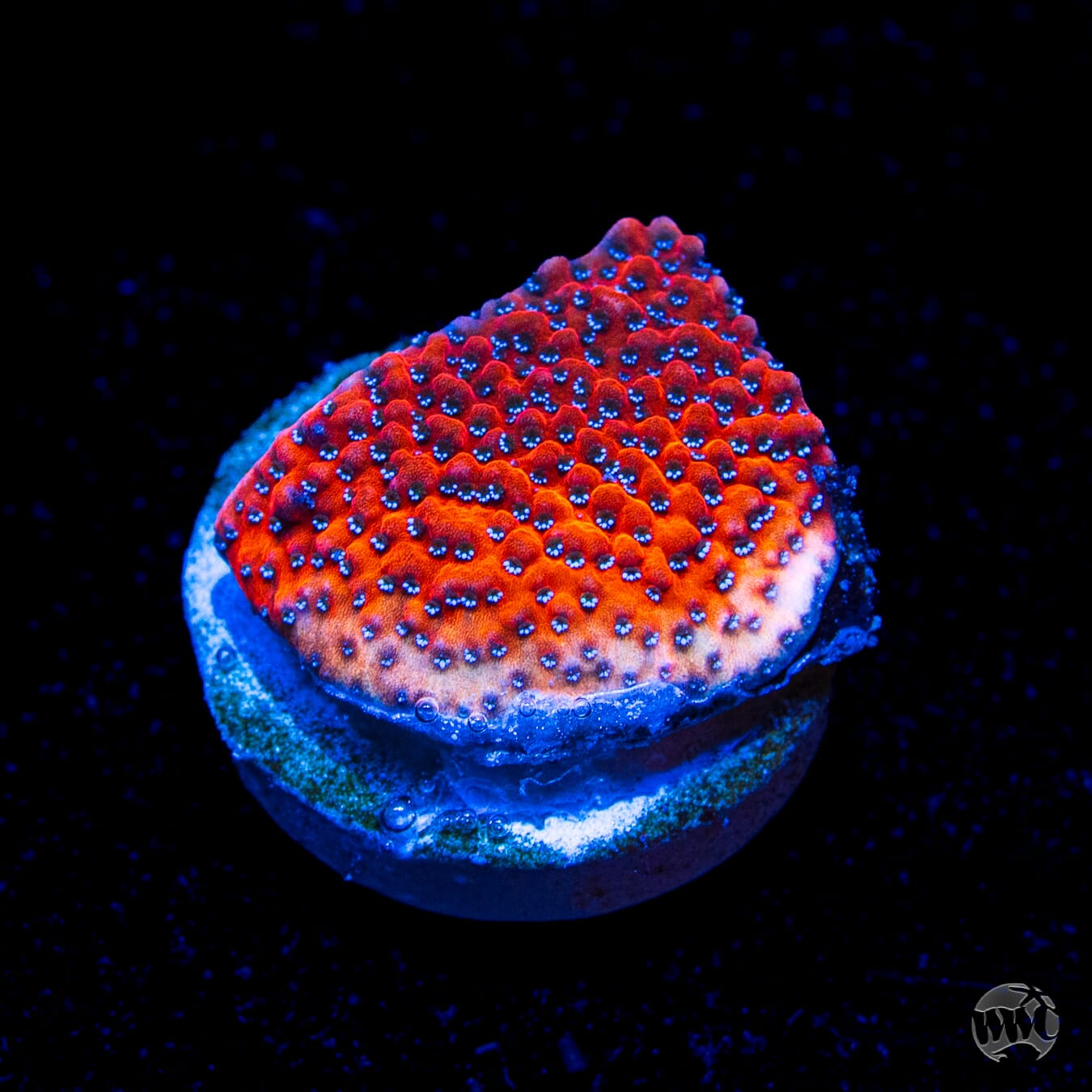 WWC Mystic Sunset Montipora