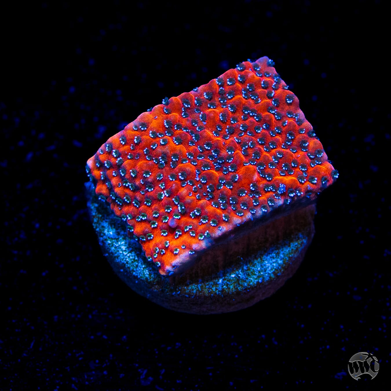 WWC Mystic Sunset Montipora