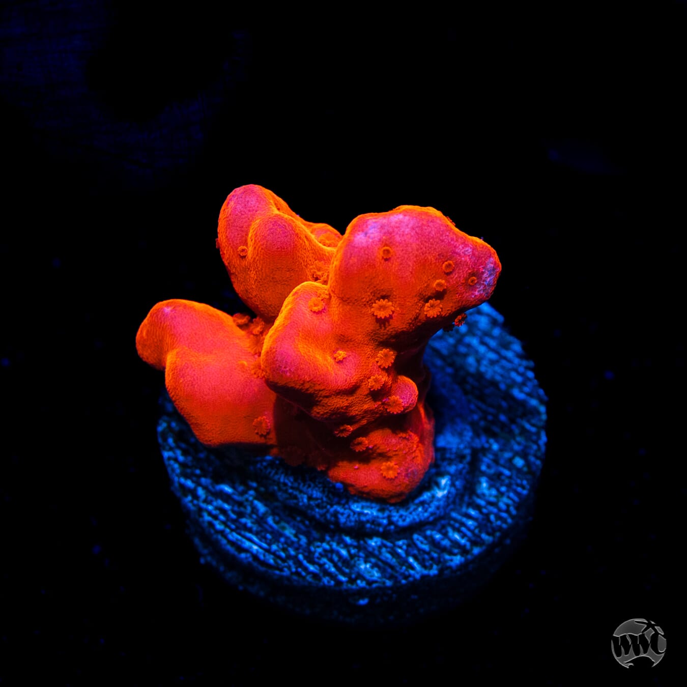 Tyree Orange Setosa Montipora