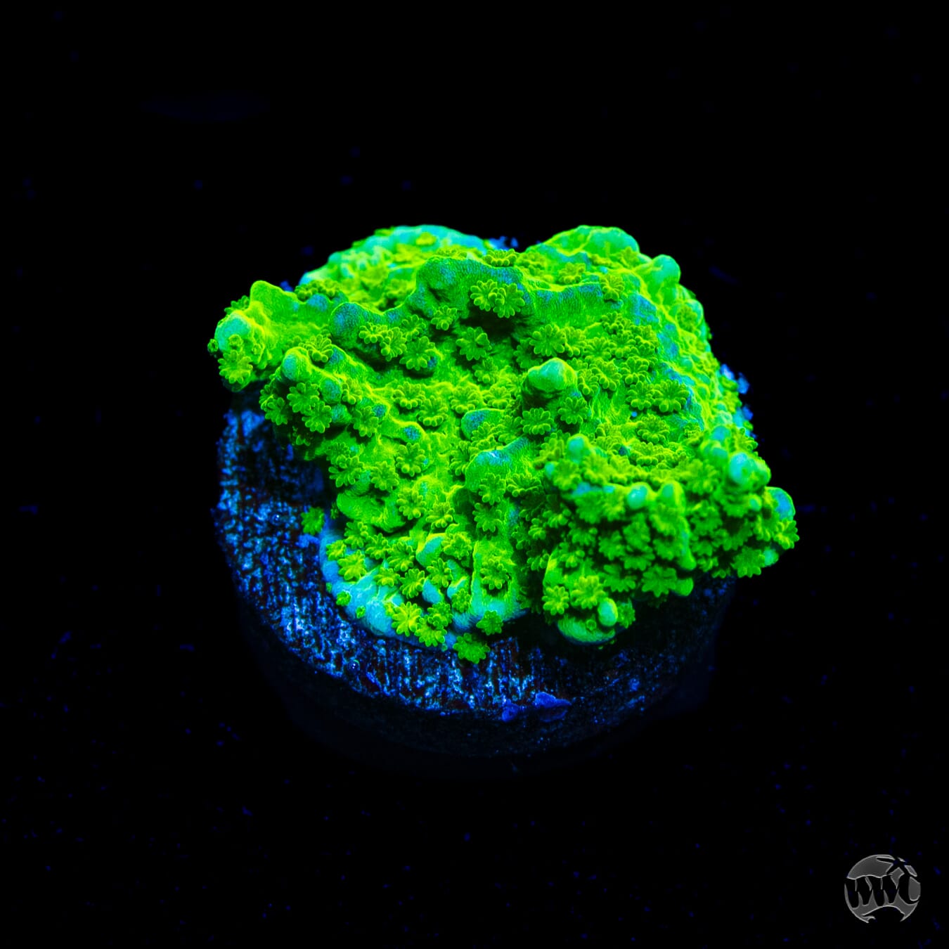 WWC Sour Apple Hirsuta Montipora