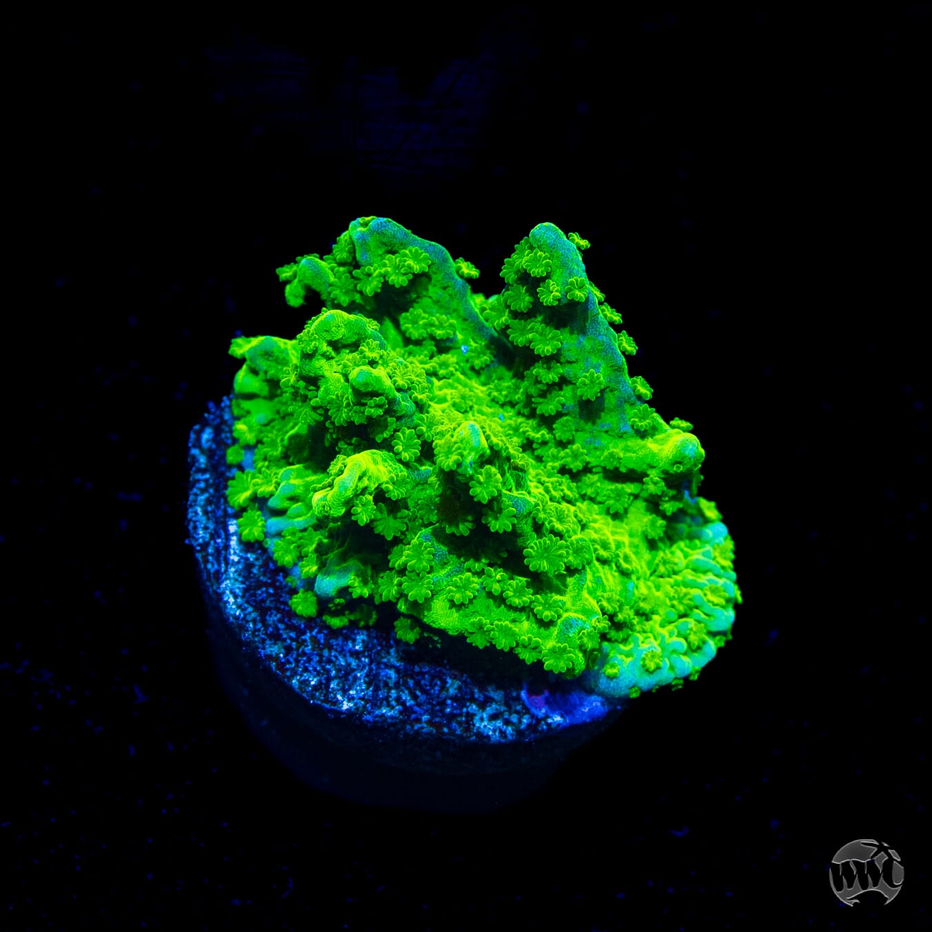 WWC Sour Apple Hirsuta Montipora