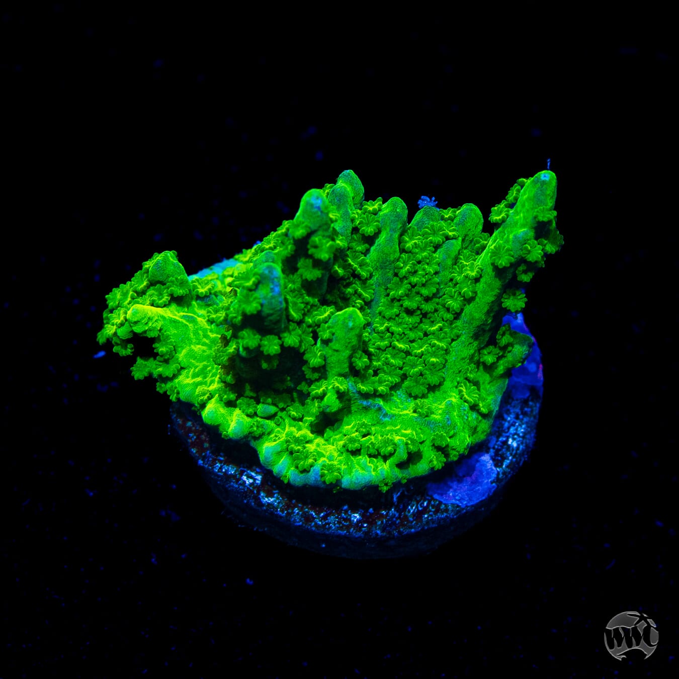 WWC Sour Apple Hirsuta Montipora