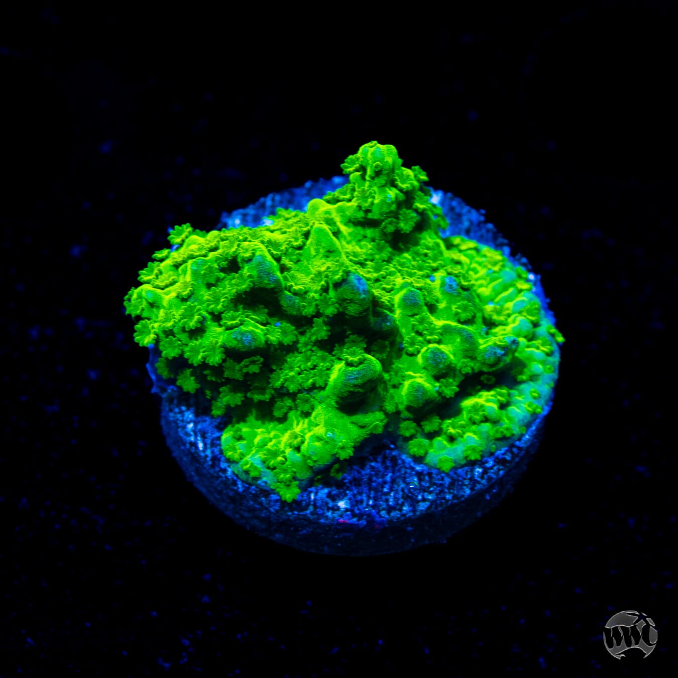 WWC Sour Apple Hirsuta Montipora