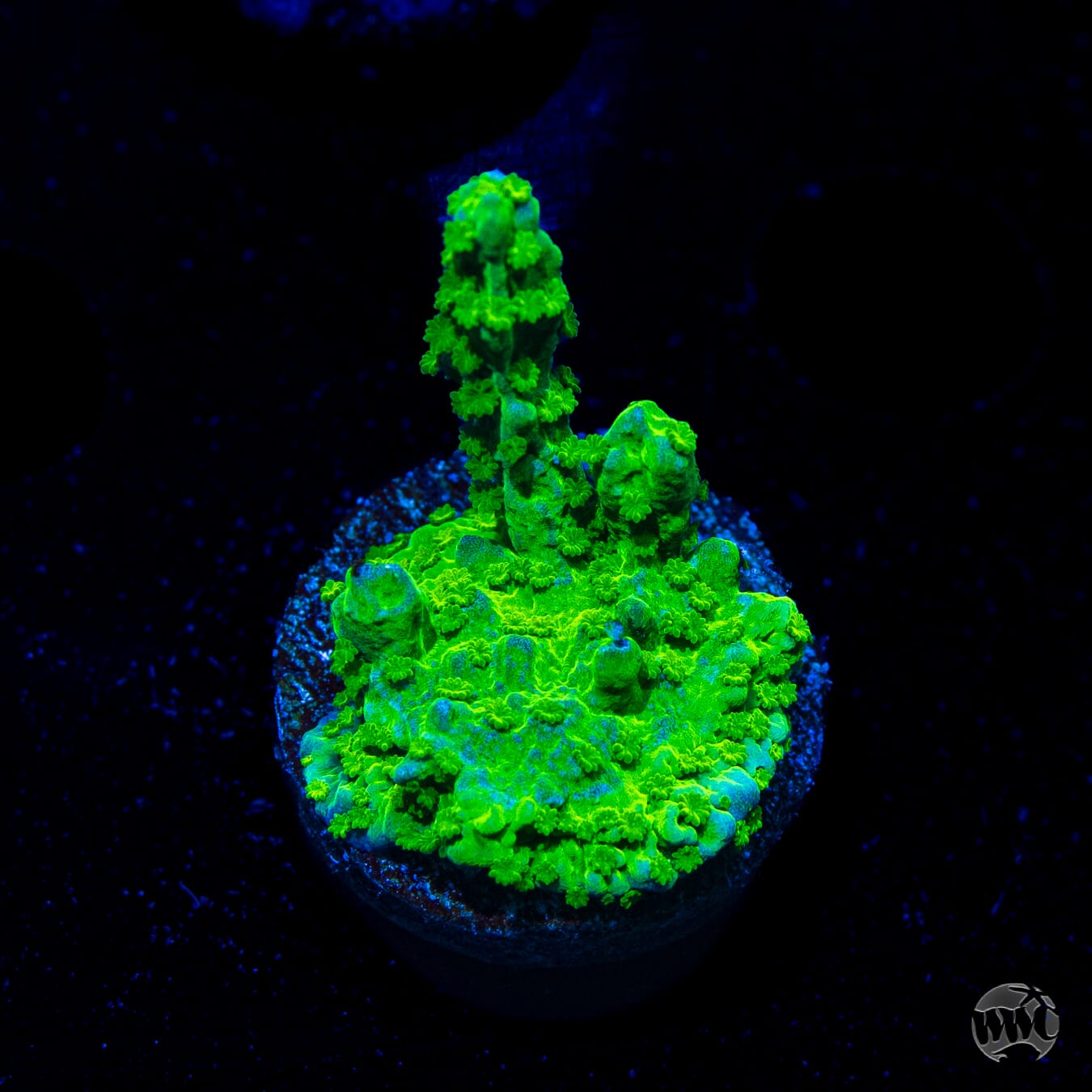 WWC Sour Apple Hirsuta Montipora