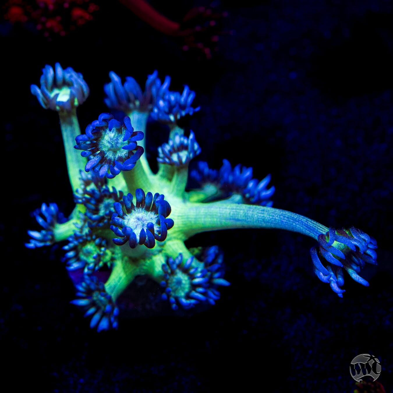WWV Shadow Flame Goniopora