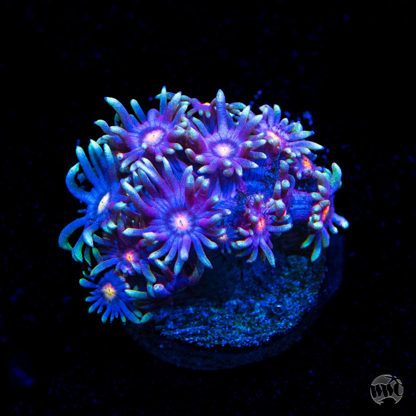 Purple Parrot Goniopora