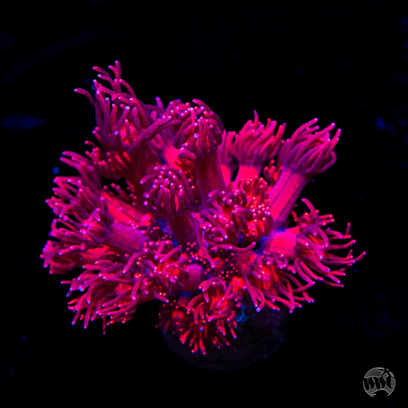 WWC Cherry Red Goniopora