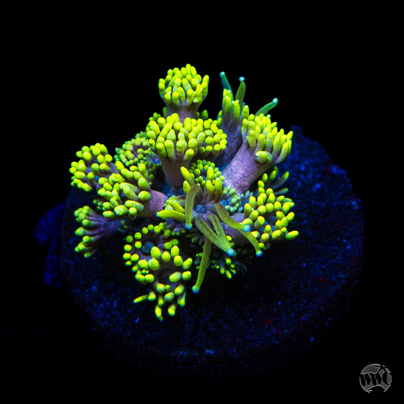 WWC Hail Hydra Goniopora