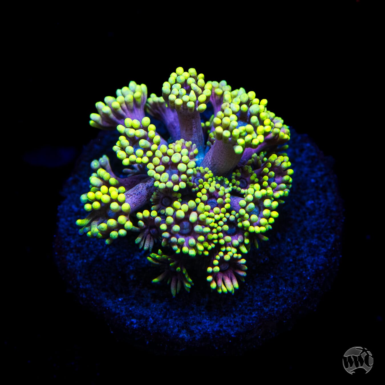 WWC Hail Hydra Goniopora