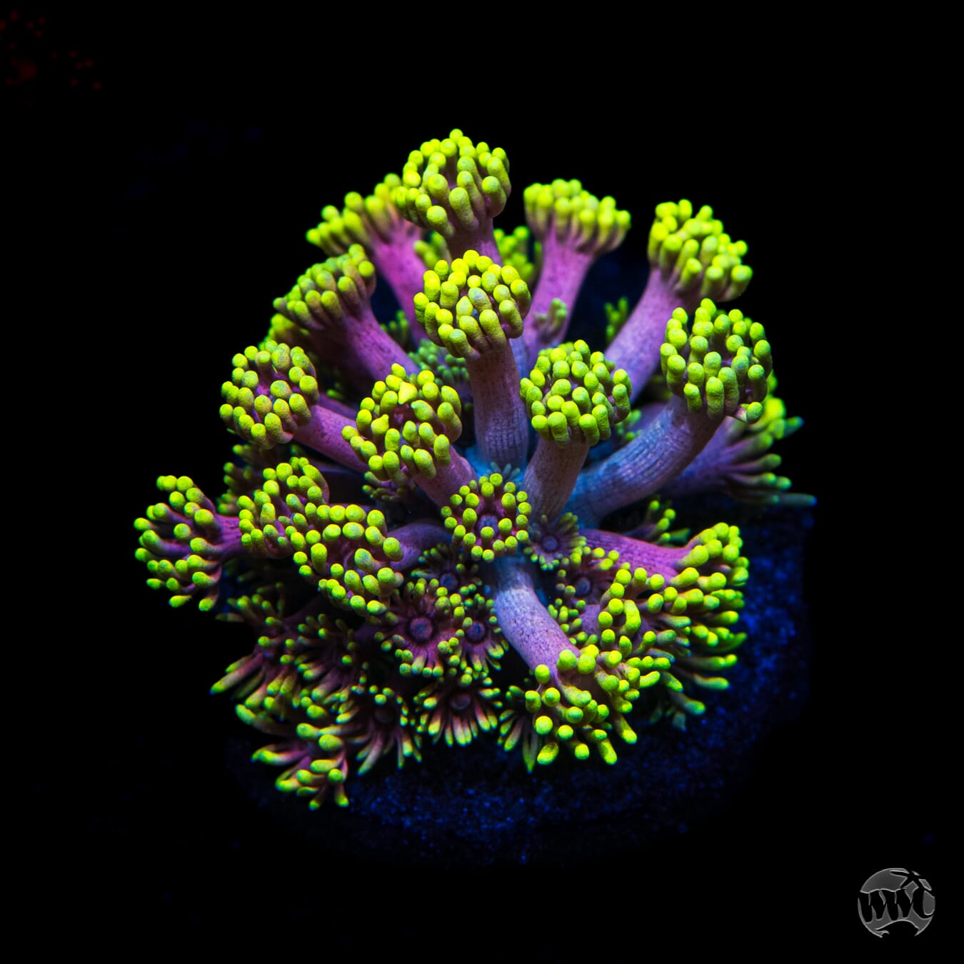 WWC Hail Hydra Goniopora